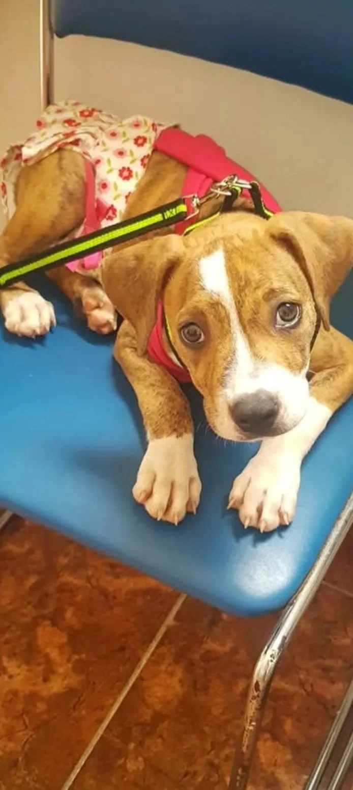 Fuiste alegría, amor y también carácter en mi vida. Con esa personalidad tan fuerte que tanto te definía… y que también me enseñó mucho de mí. Compartimos ocho años de historia, de compañía y de un amor único.
Hoy te dejo descansar, pero siempre vivi
