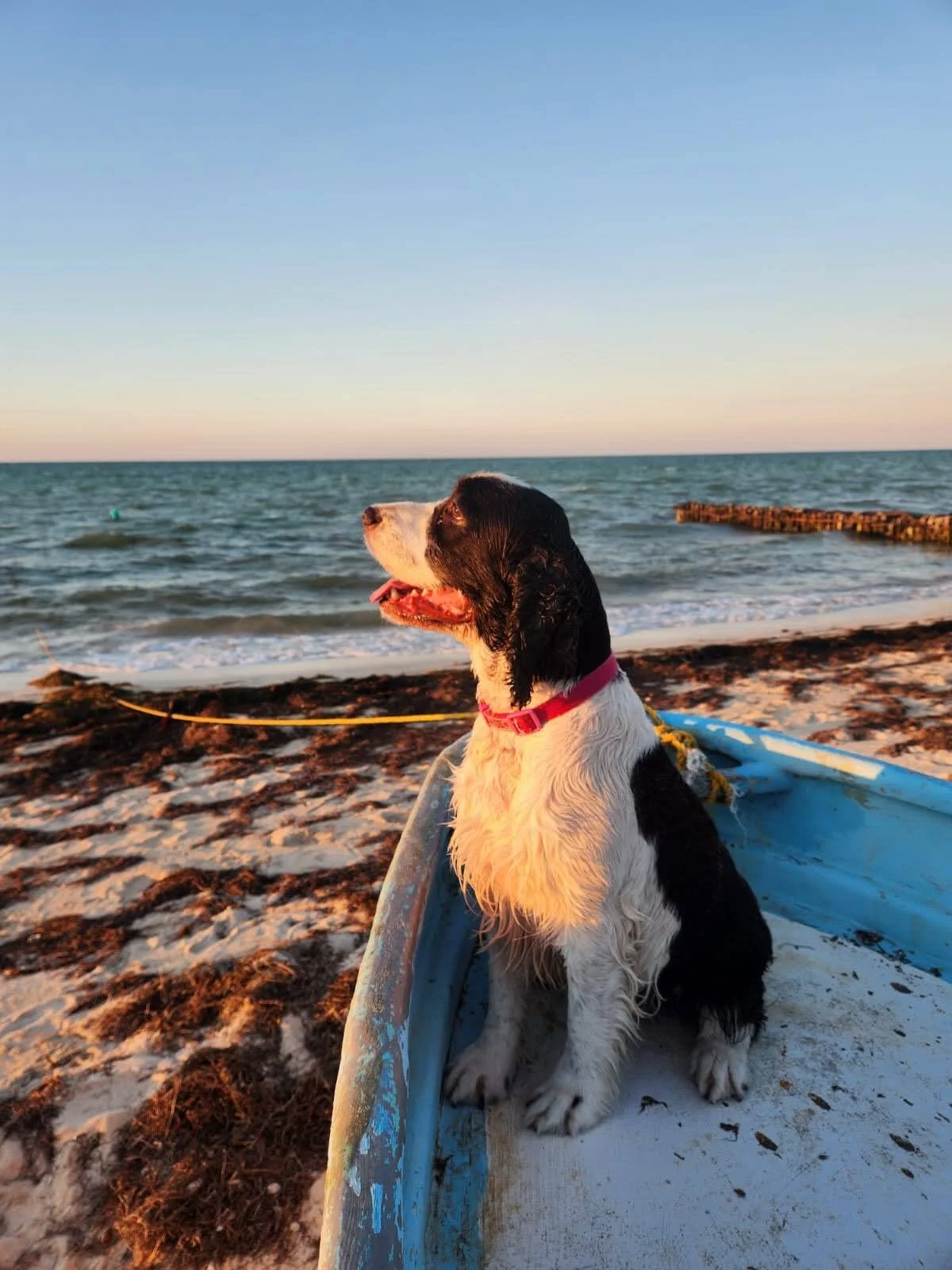Krissy,
Gracias por estos cinco años impecables.
Fuiste, desde el inicio, un proyecto compartido. No solo una perrita: una responsabilidad asumida entre dos personas que decidimos educar, cuidar y acompañar a otro ser vivo… y tú respondiste siempre p