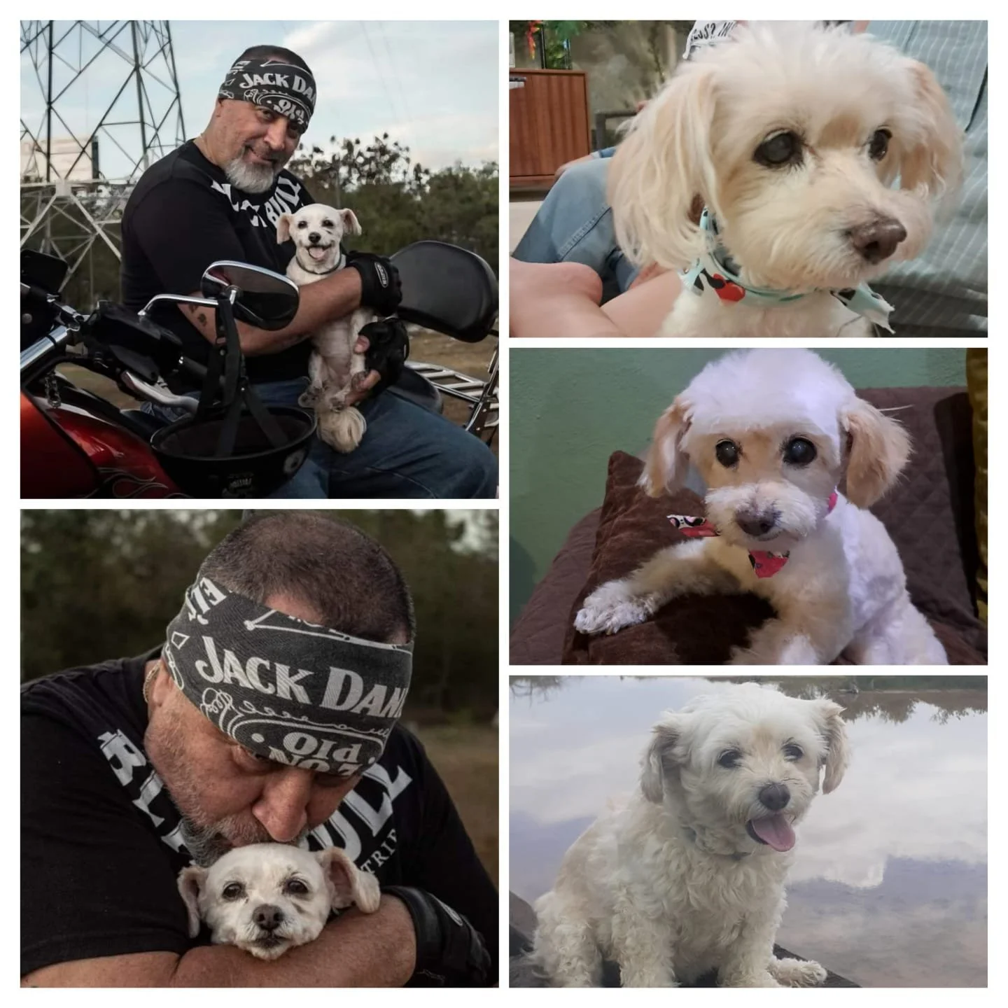  Mi querida milky, llegaste a nuestras vidas de la mejor manera nos encontraste porque nos elegiste a nosotros...gracias porque por estos amorosos 11 años supiste darnos amor incondicional, lealtad, cariño y una compañía que no cambiamos por nada sol