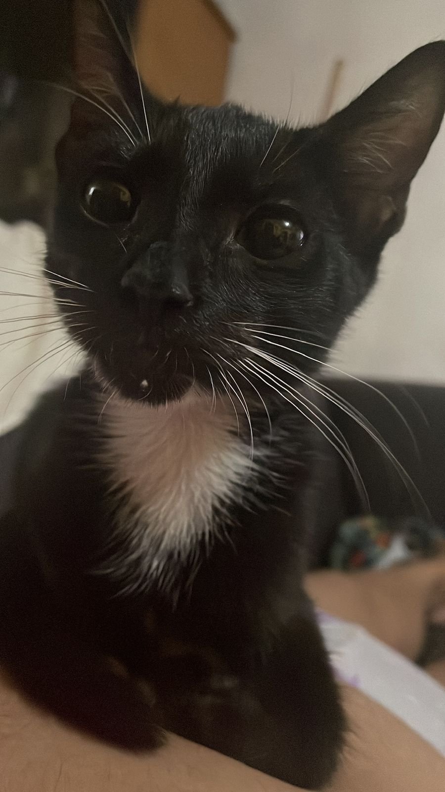 Mi querido boots , no sabes cuánto me dolió decirte adiós . Eras el gatito más cariñoso y más enojoncito del mundo. 
Extraño escucharte en las mañanas pidiendo tu comida y verte en la reja esperándome llegar del trabajo . 
Te amo y te extraño muchísi