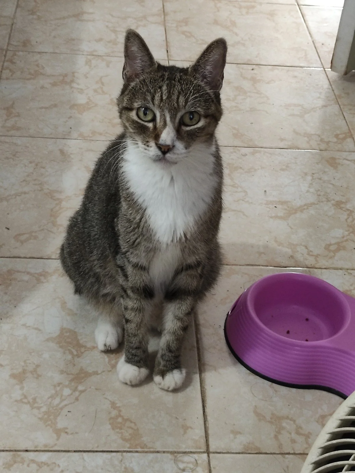  Amigo querido:
Partiste una noche de luna llena y eso fue maravilloso porque en tu camino al cielo de los gatitos, ella te iluminó y te hizo compañía. Te echaré mucho de menos y lo sabes, pero me siento todo lo feliz que te puedas imaginar porque tu