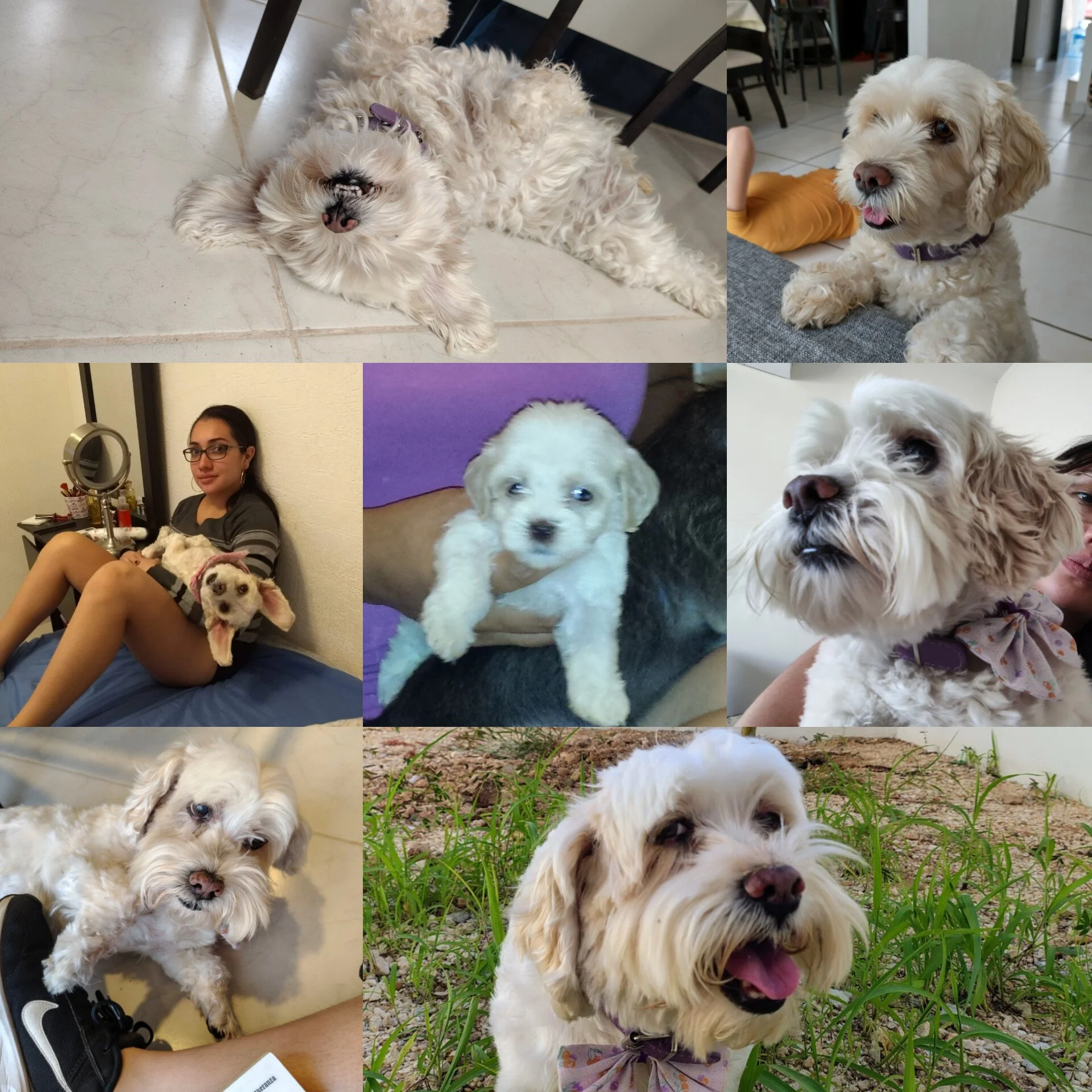 Mi Nubecita, gracias por 12 años de amor, luz y calorcito de tu pancita, gracias por acompañarme a dormir en el sillón café más obligada que por gusto, gracias por querer estar siempre presente y solo necesitar sentirnos cerca, gracias por hacerme re