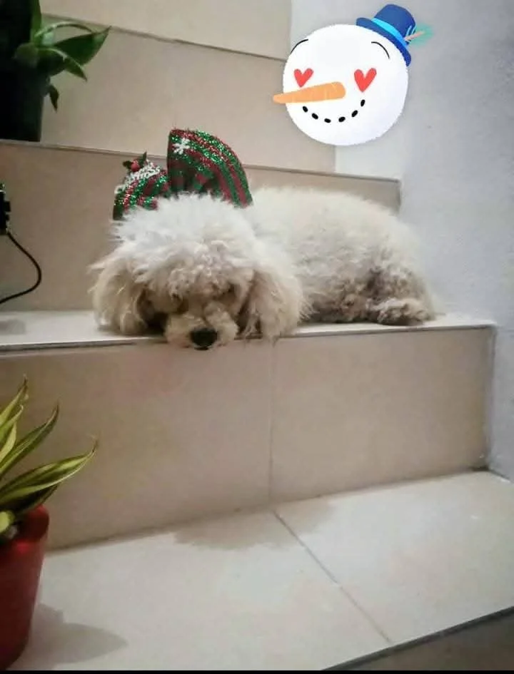 Han pasado dos meses desde que te fuiste, y aún siento tu presencia en cada rincón de mi vida. Gracias por tu amor sincero, por tus miradas llenas de ternura y por acompañarme sin pedir nada a cambio. Fuiste mi compañera, mi consuelo y mi alegría.
Au