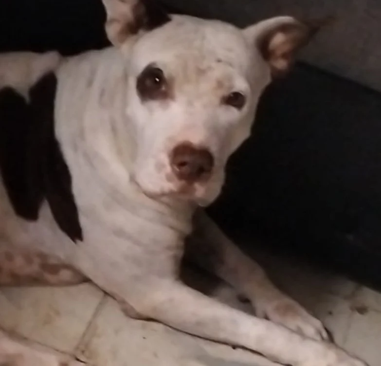 Luna mi guerrera indomable gracias por estos 6 años que estuviste con nosotros siempre nos cuidaste y diste todo de ti para cuidar de tu manada y tus niños siempre con esa fuerza en ti todos creían que eras terrible pero lo que no sabían es que eras 