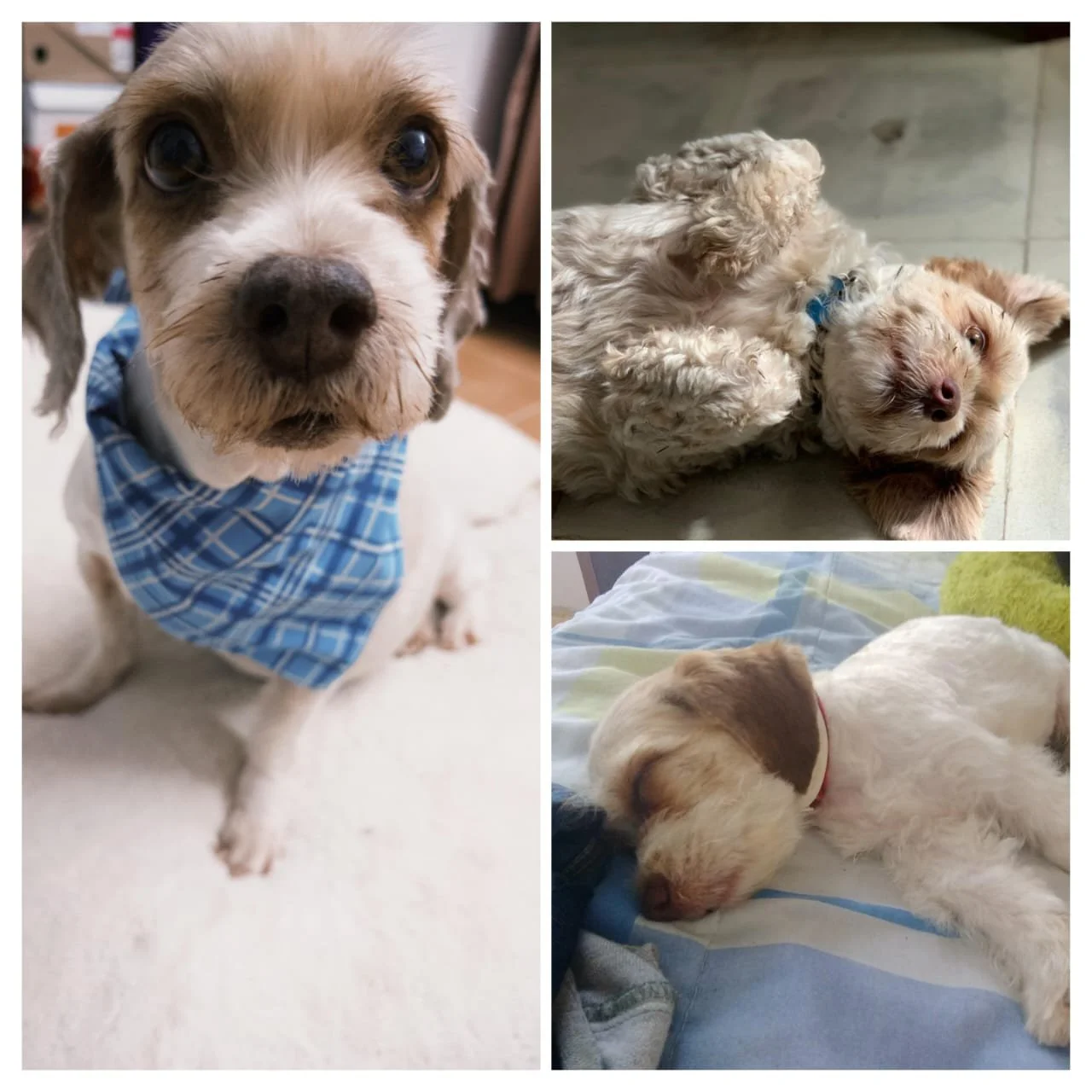  Cucho, mi niño, mi compañero, mi pedacito de vida…
Gracias por cada día que compartiste conmigo,
por tus ojitos expresivos que siempre me hablaban sin palabras,
por tu colita moviéndose cuando me veías,
por tus juegos con mis calcetines y mis ligas,