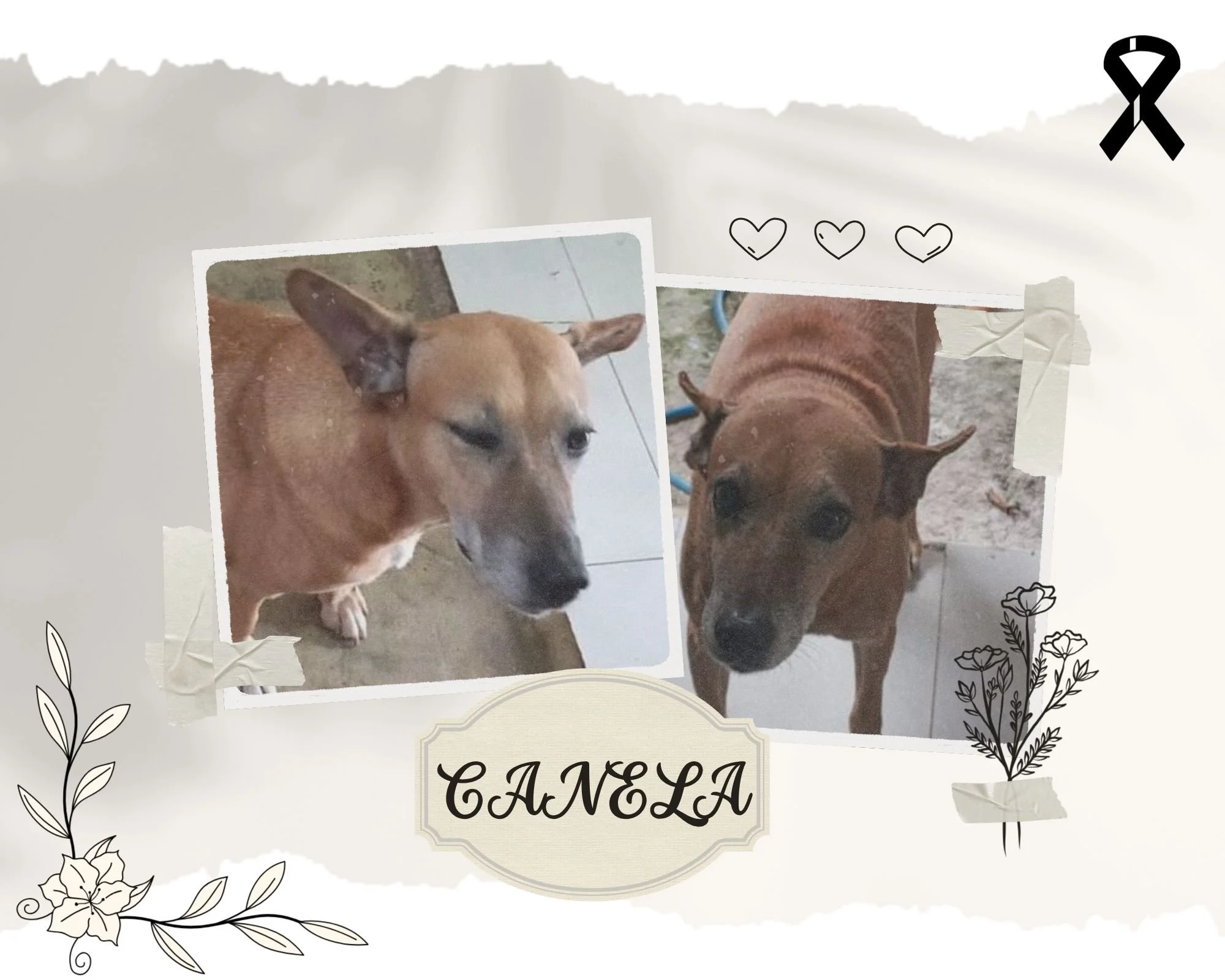  Canela
Pequeña alma valiente y resiliente.
De cachorra conociste la crueldad del ser humano,
pero tu corazón siguió latiendo con nobleza.

Un día tu camino se cruzó con el de mi mamá,
y desde que vio tu miedo y tu alma herida, supo que debías estar 