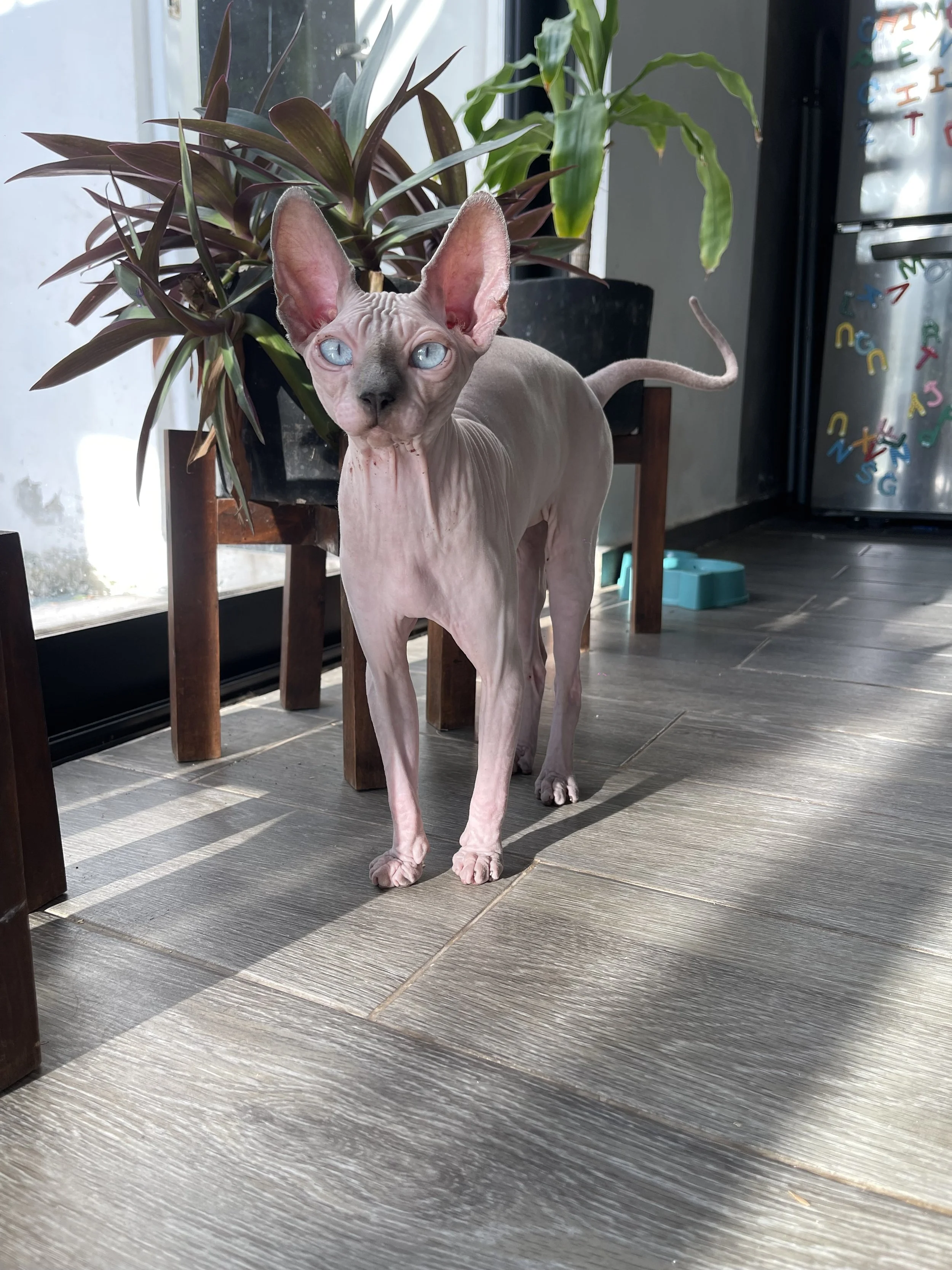 Mi amada Michita:  Gracias por este año lleno de amor y mucha ternura.  fuiste una gatita de lo más tierna y tranquila, fuiste mucha vida para mi corazón y la de tus hermanitas, eras la bebé de la casa, y siempre lo serás! Te amamos muchísimo y extra