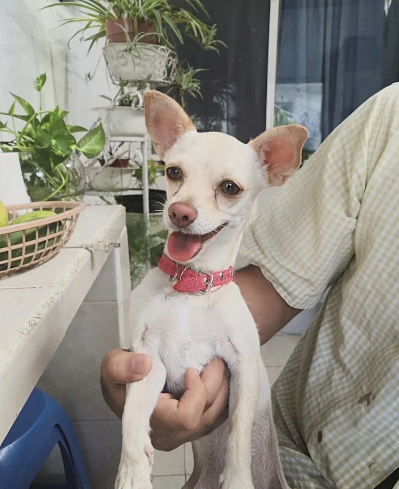 Jamás pensamos tendríamos una mascota de casa... era algo impensable...
Realmente fue un regalo tenerle estos casi 7 años ...
Pudimos haber seguido nuestra vida sin ella esos 7 años, sin embargo, dios fue bueno con nosotros y nos puso a un angelito e