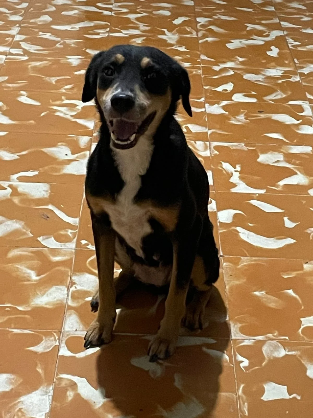  Mi negrita, te llevaste una gran parte de mi corazón, gracias por siempre recibirme con amor y enseñarme lo mucho que se puede amar a un animalito, fuiste y serás mi niña dosil, traviesa y amigable, me haces mucha falta pero se que ahora te encuentr