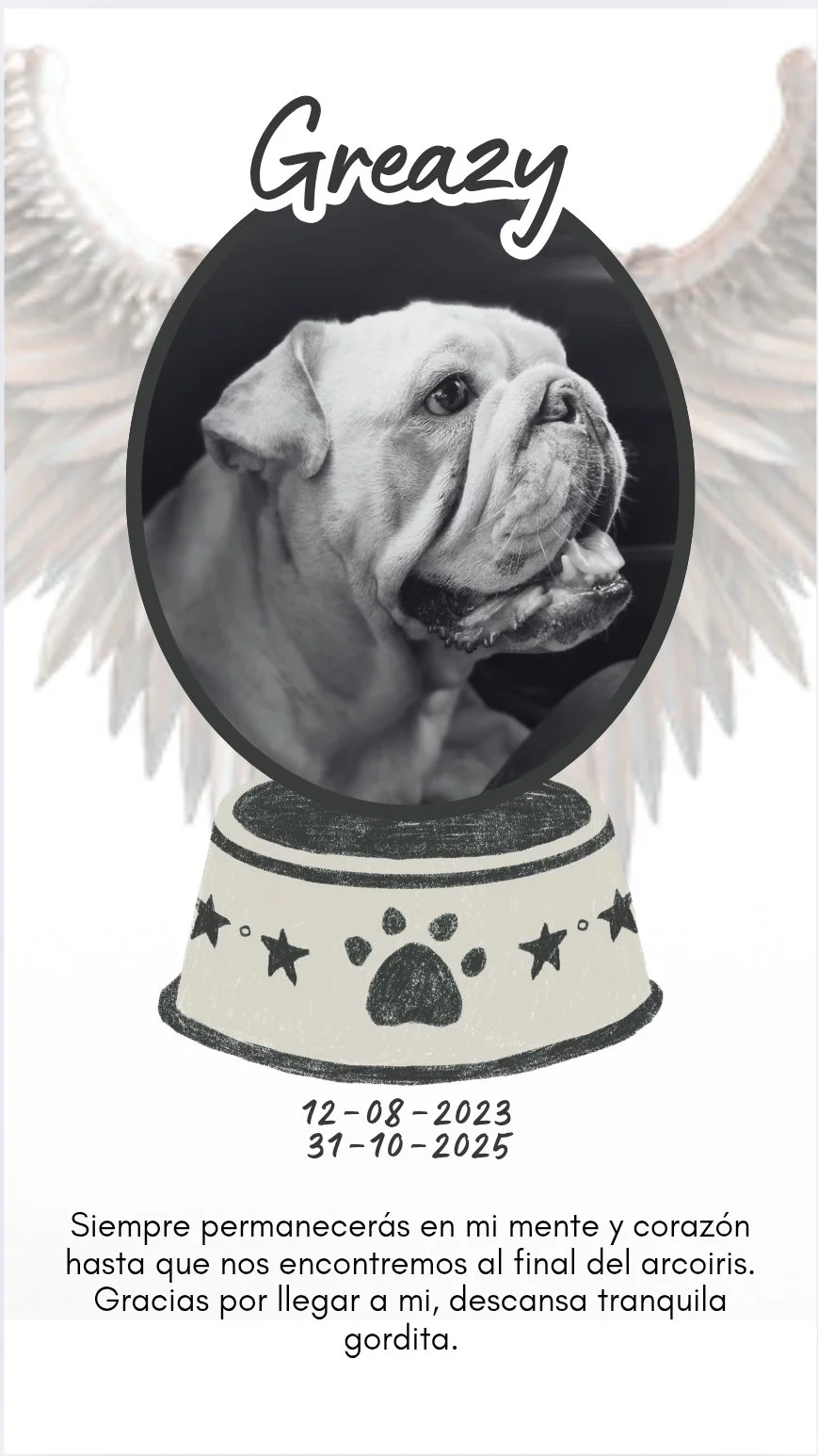  Mi gordita chula, siempre serás parte de nuestras vidas, agradezco tu llegada a nuestro hogar, tú partida fué demasiado dolorosa pero ya descansas sin sufrimiento. Diviértete en el cielo de las mascotas, no es un adiós, es un hasta luego gorda!