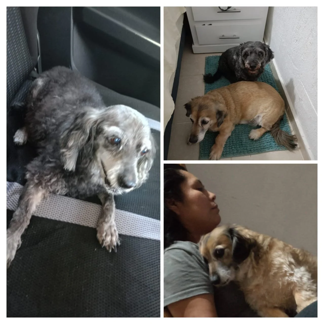 chichis y junior mi niño y niña, aun siento el dolor al recordarlos, los perdi casi al mismo tiempo y aun no lo puedo superar,. pero se que donde quiera que esten ya estan en paz y mejor . los quiero mucho a los 2 , siempre van a estar en mi corazon 