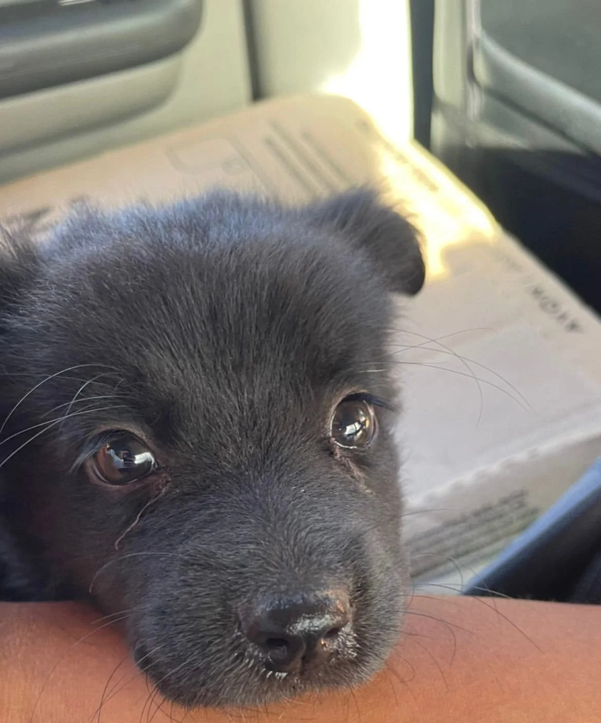 Mi dulce panqueque…

El vacío que dejas en casa y en mi corazón es inmenso. Fuiste más que una mascota; fuiste una hija peluda, mi sombra fiel, y la portadora oficial de alegría y travesuras.
Recuerdo tu colita batiendo como un metrónomo de felicidad