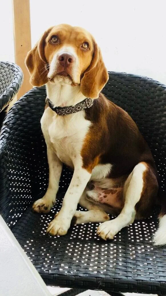 Alex, mi pequeño moustro, dejarte ir fue la decisión más difícil de mi vida, fuiste quien siempre estuvo conmigo en los mejores y peores momentos, siempre esperando a llegar para estar juntos, ahora la casa está vacía sin ti, pero se que desde donde 
