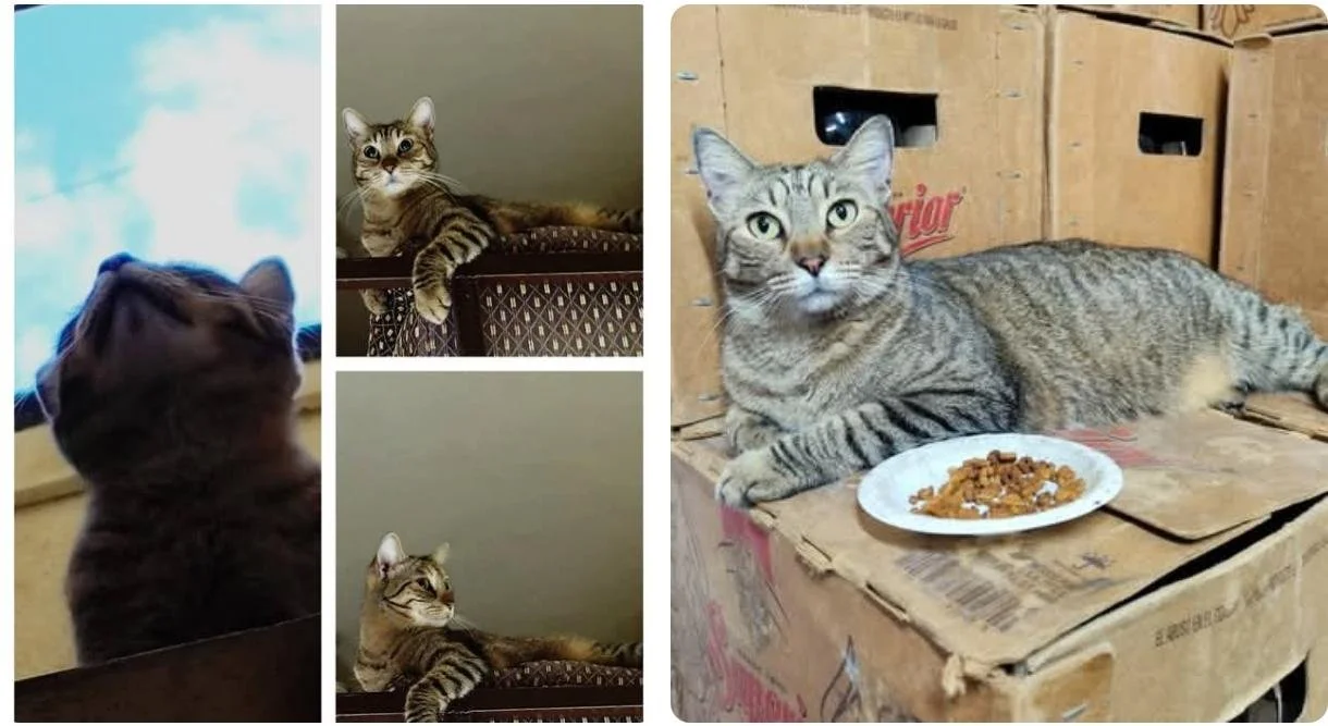 Entonces un día una gatita que no es tuya te rompe el corazón, te extrañaremos siempre ❤️
Gracias por todo lo que nos regalaste ❤️‍🩹       * Pucha *