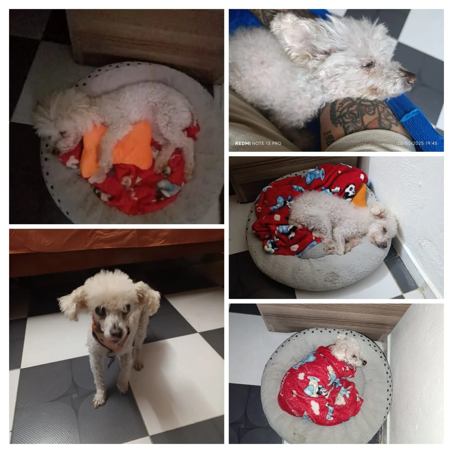 Chabelita  
Te agradezco por estos 17 años que estuviste a mi lado y por qué me enseñaste lo que es el amor incondicional.  Tu ausencia aún pesa mucho en casa. Pero se que ahora estas en un lugar mejor. Y que algun día nos volveremos a encontrar. Te 