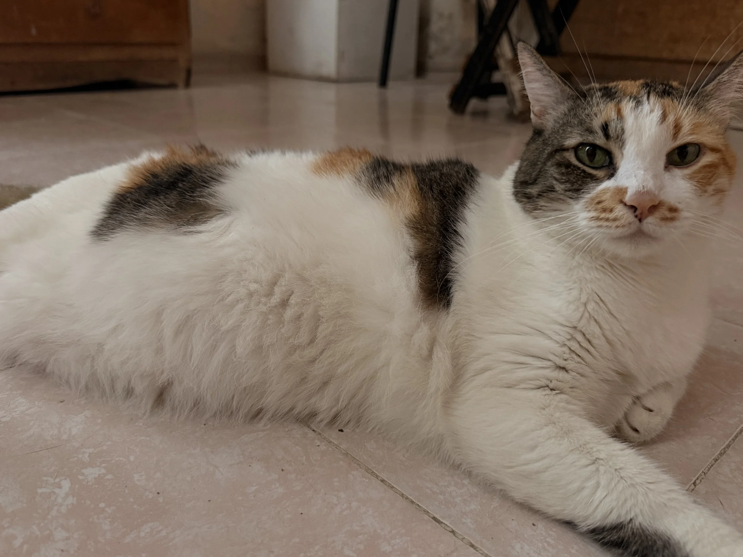 Mi querida Hámster fuiste la mejor compañera que Dios me pudo regalar, fuiste la mejor muestra de amor que un ser pudo demostrar, no puedo llegar a casa y no verte, el saber que llegaré y no estarás tú en la puerta esperándome. Estoy infinitamente ag