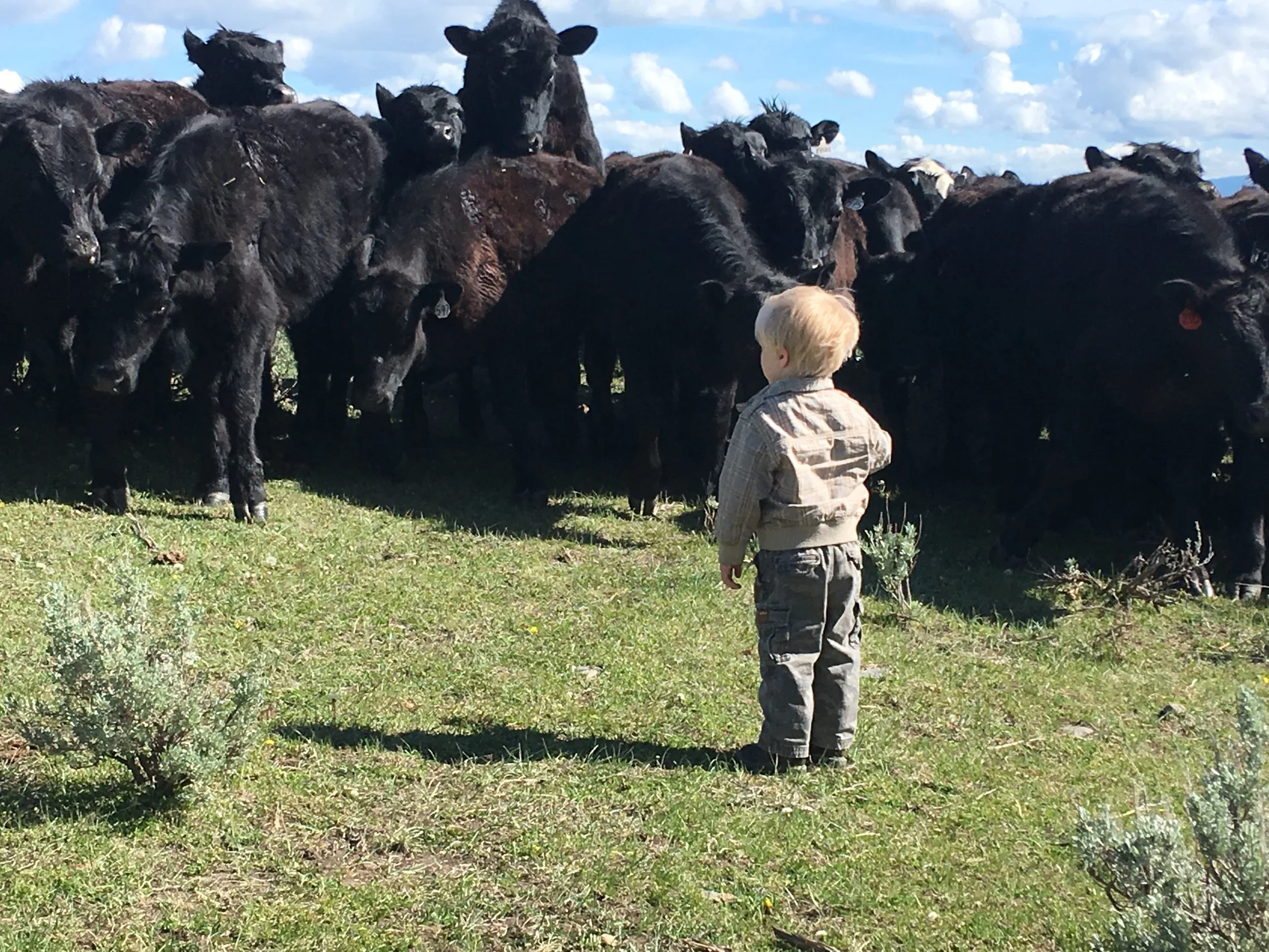 About | Wilsall, MT — Ranchers of Shields Valley