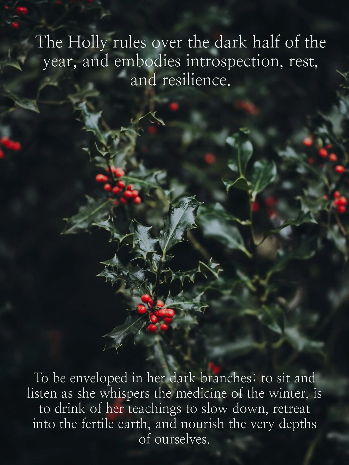 The dark and resonant Holly holds some fascinating folklore, and the shiny-spiky leaves are both medicinal and infused with protective magic. 

Holly (Ilex) is said by some to make the finest wands, imbued as they are with protective power, gifts of 