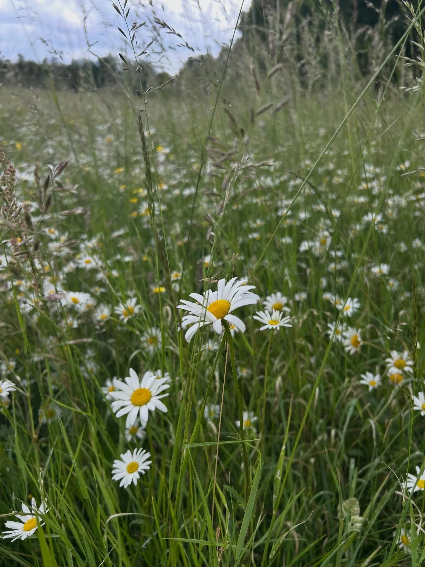 Daisy is a plant-spirit portal into the realms of wild magic and inter-species communication. 

Daisy is an introducer, a way in, a powerful yet humble little ally who has held her message of friendship and lightness through all the years of suppress