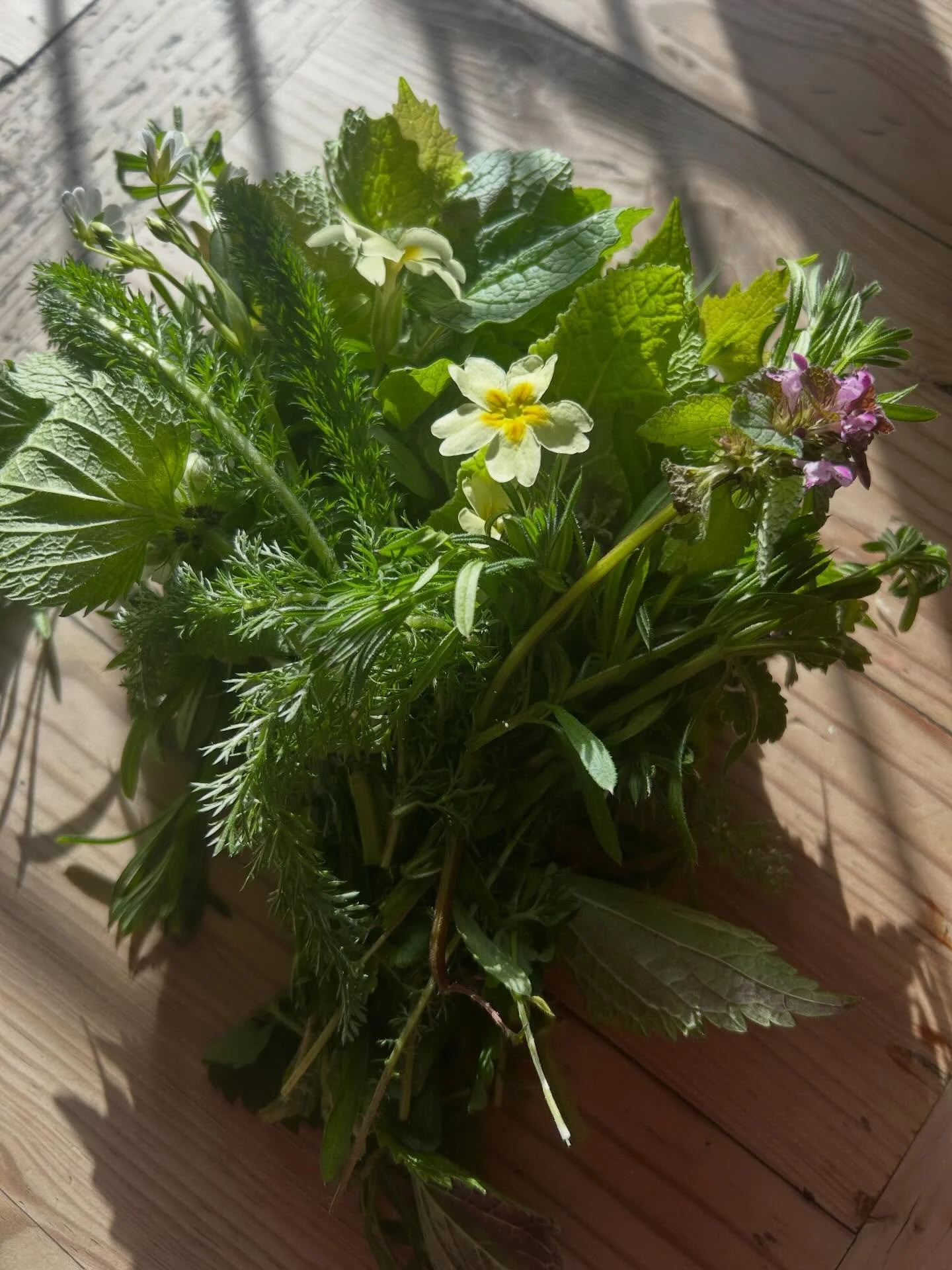 Me and the plants radicalised somebody today. 

I was walking this morning with the dog, gathering a bunch of edible wild herbs for my breakfast, making them look beautiful and abundant as I went, and making sure that I was carrying with me a little 