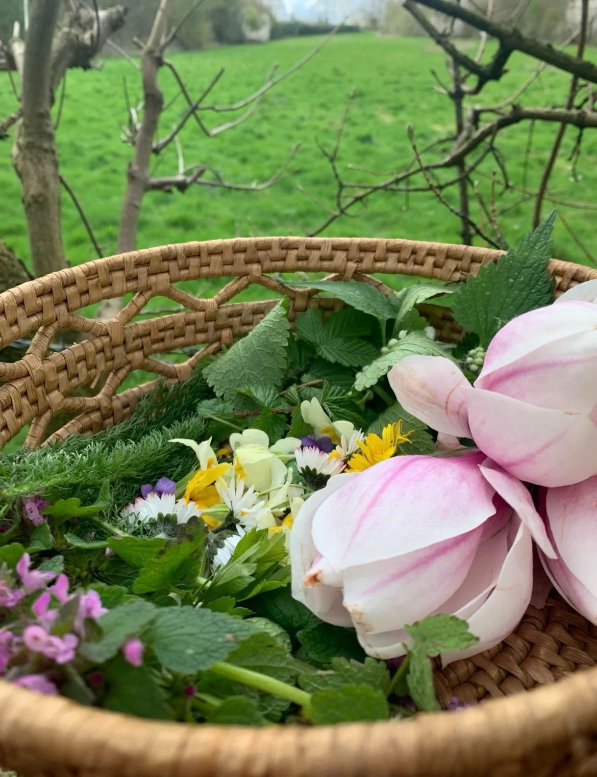 Making Foraging Your Whole Practice

Foraging is more, so much more than gathering. 

It is a way of being. 

It is a movement of body and spirit, a mindfulness that flows from the earth, and a meditation that grounds you in the present moment.

It i