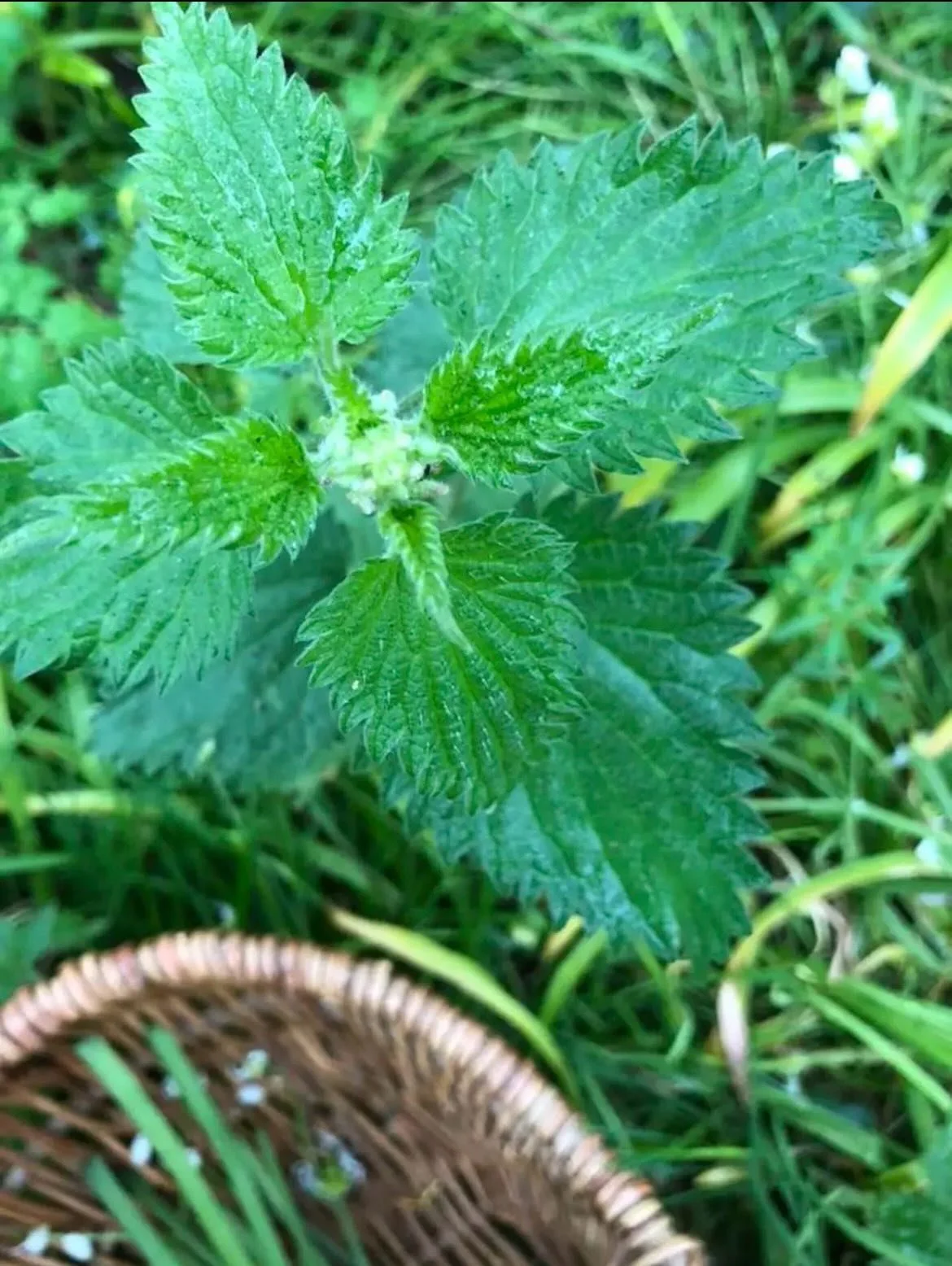 Nettle Love

The humble yet powerful nettle effortlessly bridges the physical and spiritual worlds. She is one of my favourite herbs, a healing matriarch who deeply nourishes, holds space, and brings transformative healing to all. 

In folklore, nett