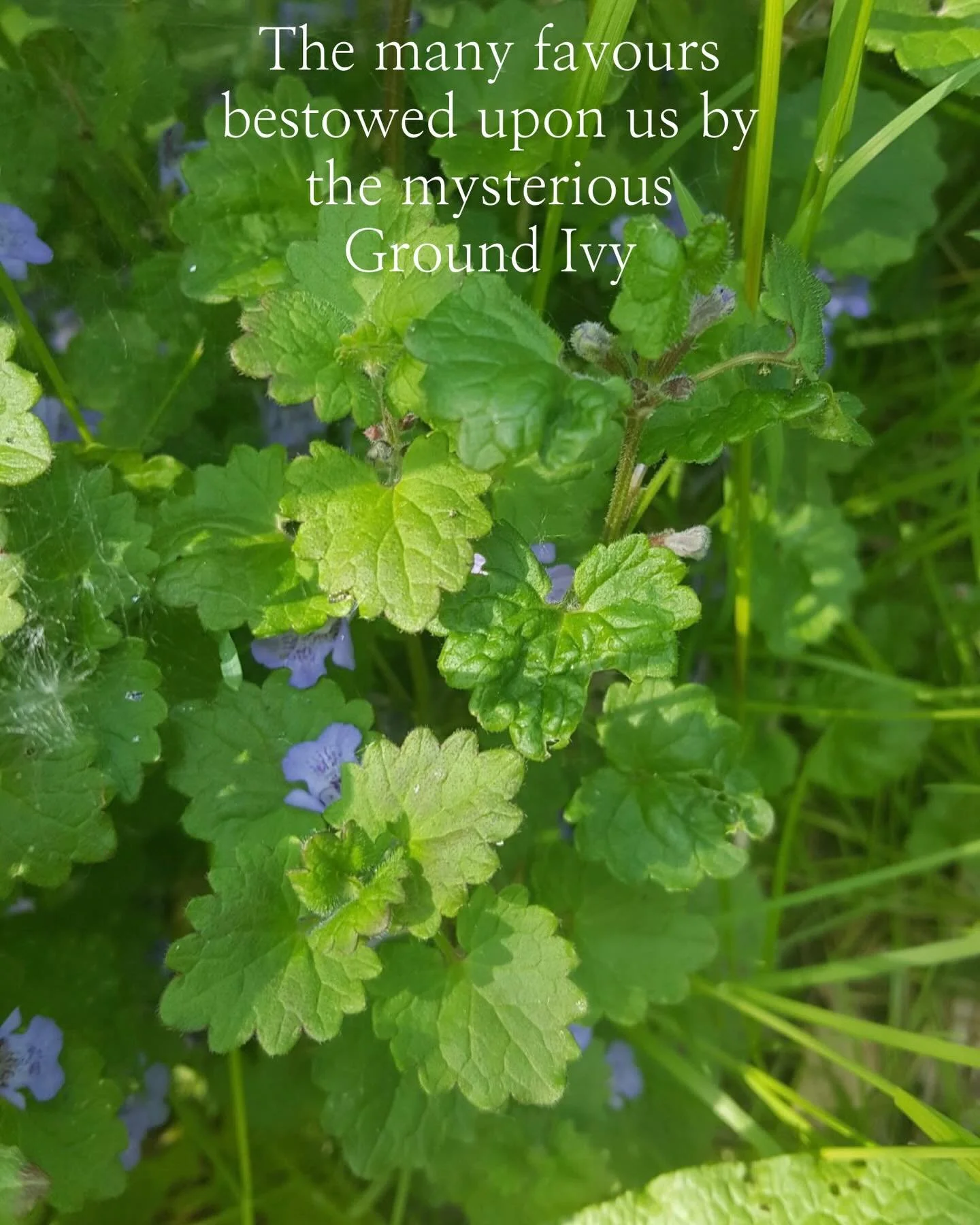 I remember the first time I met her. She was poking her soft and sensuous red-green-purple leaves up from the grass under the trees. I was fascinated by her colours and her heady, musty scent. Once I saw her I could never not see her again, but befor