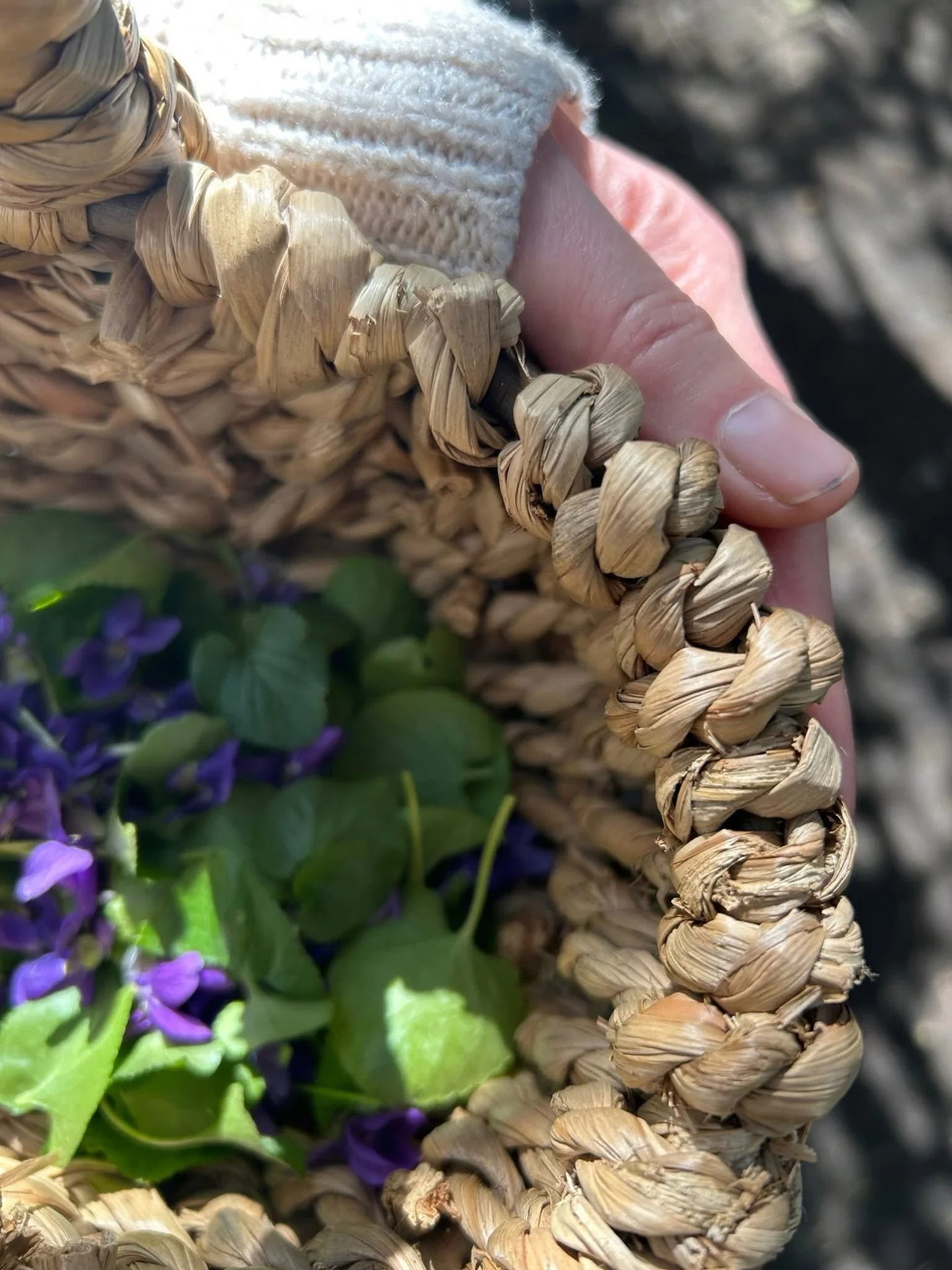 The spirit medicine of the beautiful sweet Violet is rich and potent, she is a plant who hides her beautiful face and transformative power close to the ground, while still shining the deepest medicine into the densest energies. 

She helps us to embo