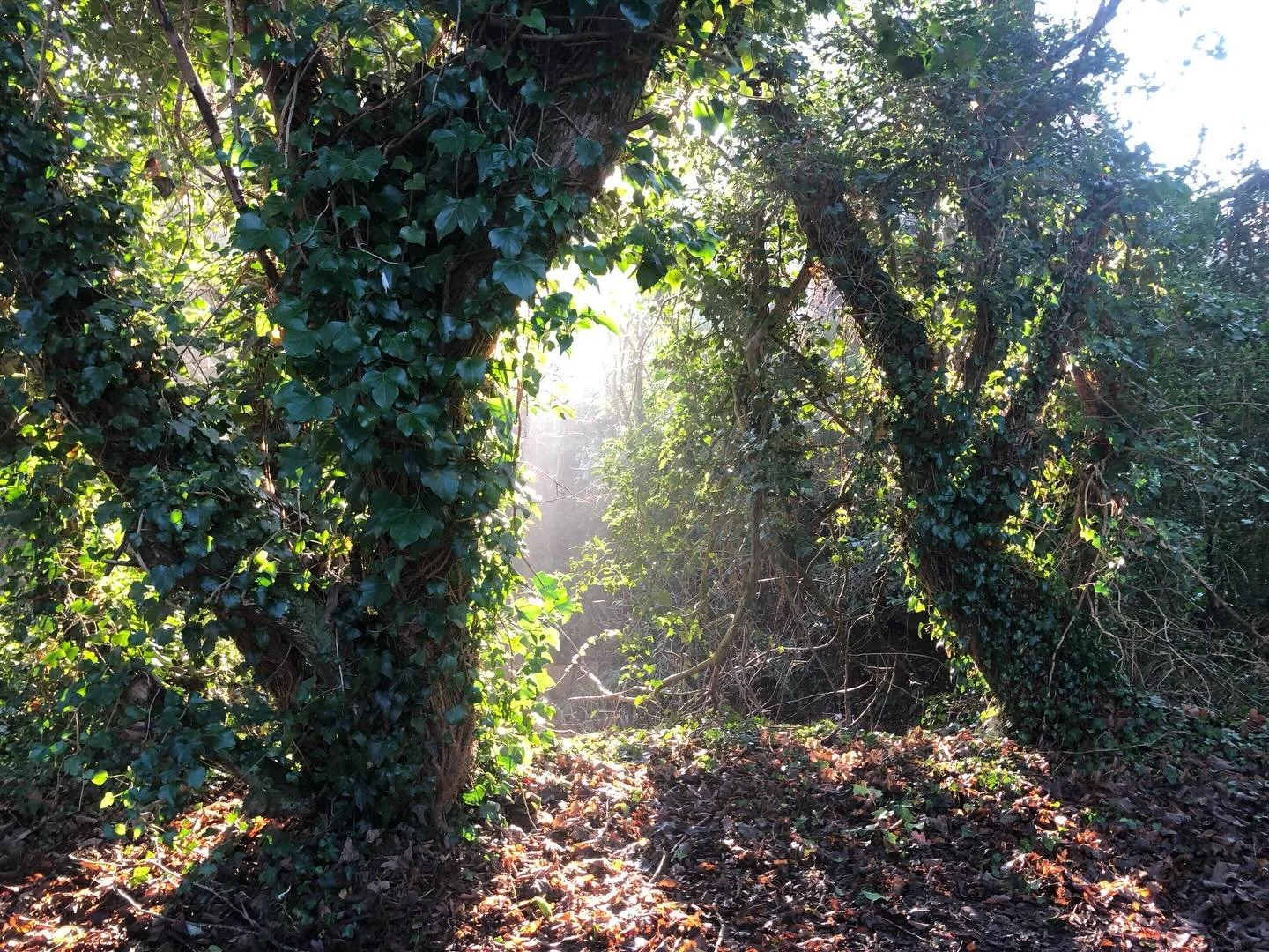 There is such a deep and profound disconnection from the real magic which surrounds us in every moment. But it is there, waiting for us to return into a place of resonance. 

We are living in a time of deep forgetting, but it is also a time of rememb