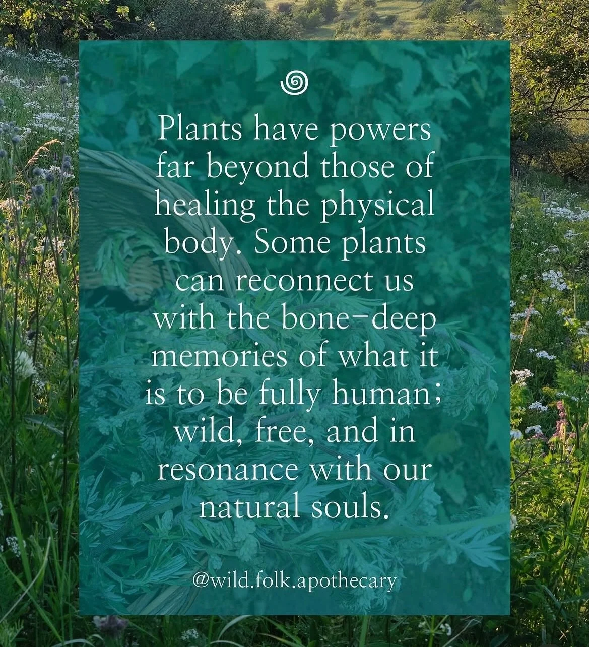 Mugwort has long been known as the bridge between the worlds, a sacred plant being of hedgerow and meadow who carries the power of dream, of vision, and of freedom. She is an opener of doors, a guardian of thresholds, a holder of ancient wisdom, a ke