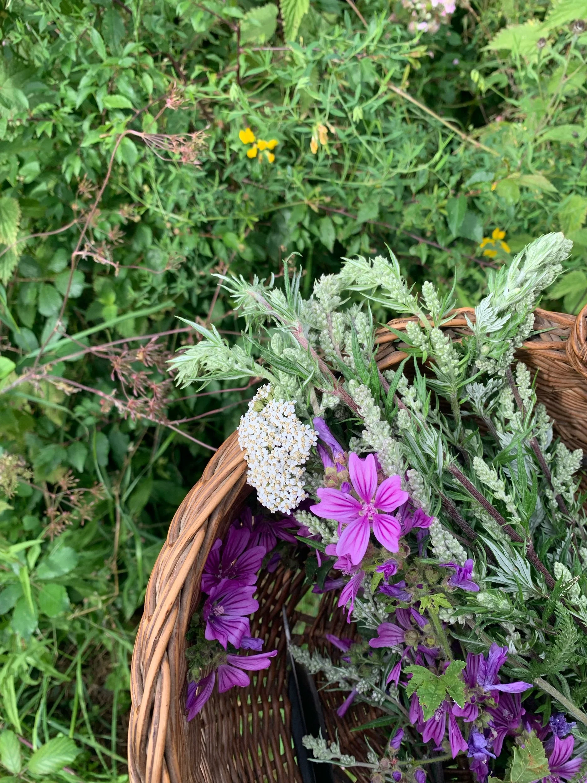 Summer Foraging, Wild Medicine & Folklore Walk 28th June 2026