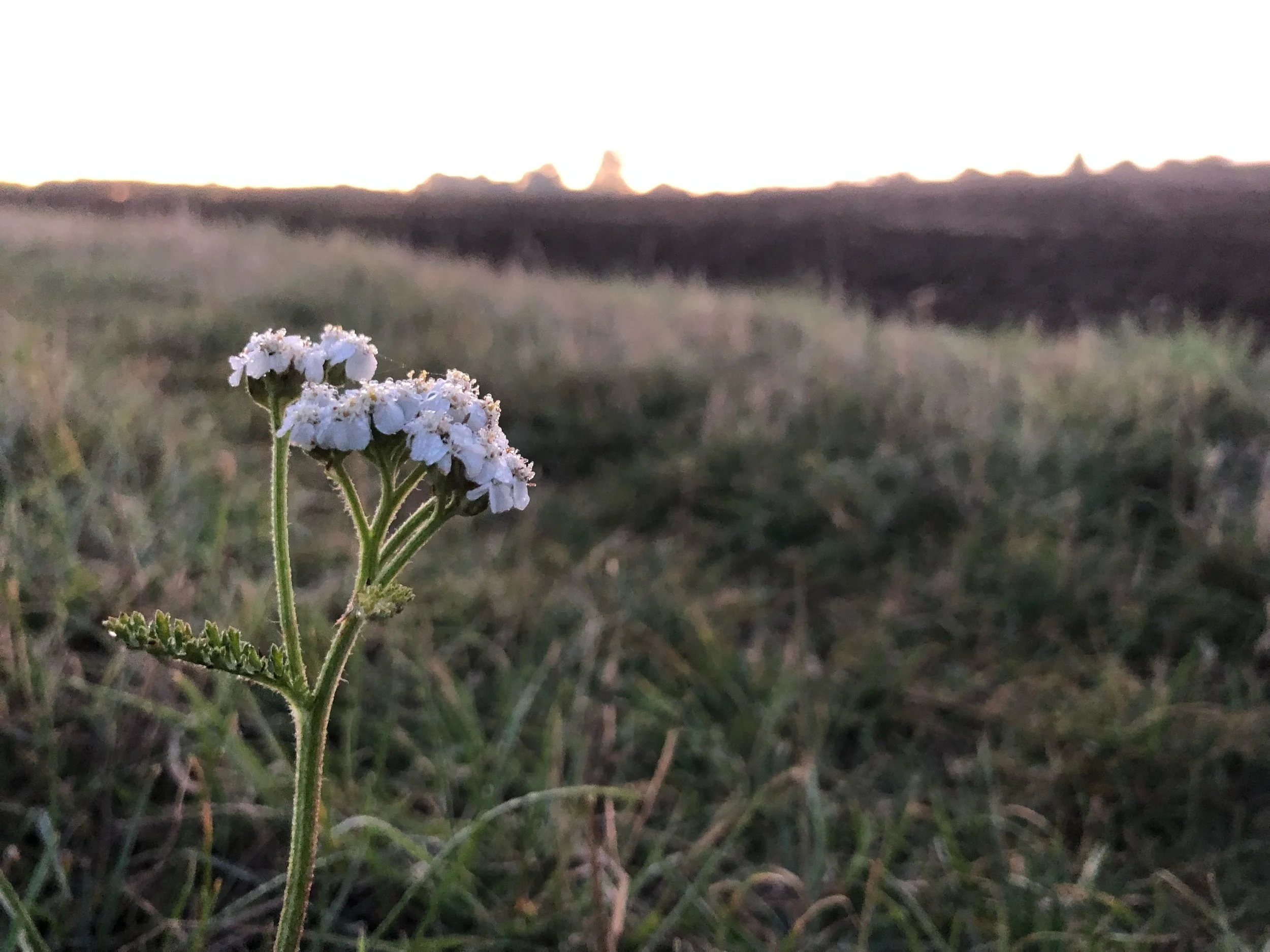 Yarrow has been calling so strongly of late. Her presence, sentinel, in the meadows and hedgerows. Her stems hard, dry, unyielding. She grows tall amongst the yellowed grasses of summer bold in her ability to thrive in arid soil; to bring medicine fr