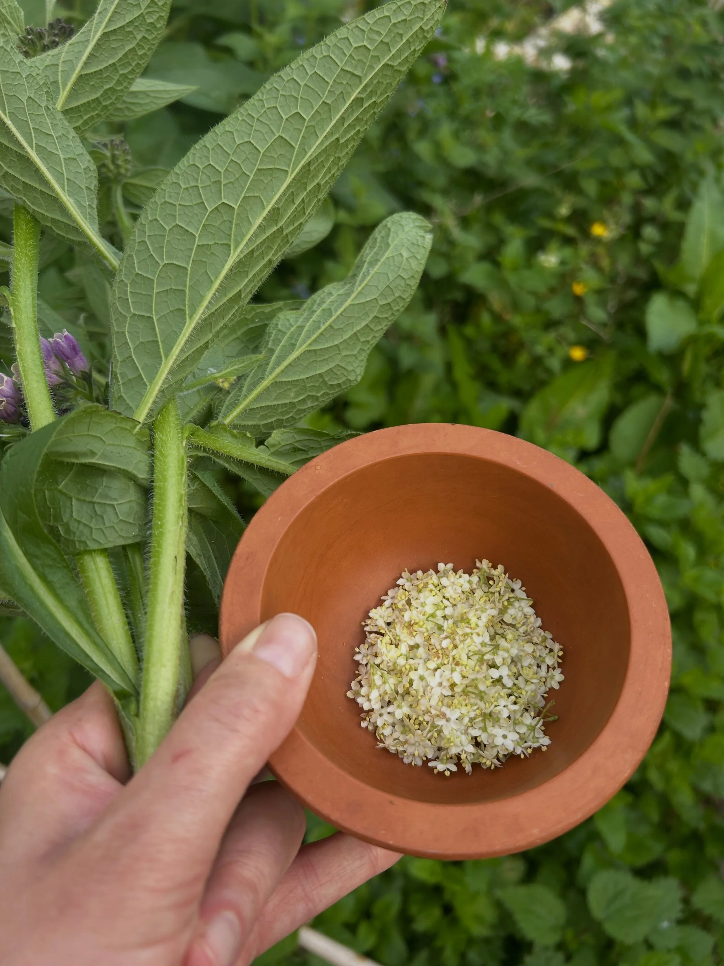 Comfrey and Elderflower Fritters.

I like eating comfrey. I don&rsquo;t care if it pisses people off. My bones like it, my lungs like it, my roots like it, and the community it raises in me likes it too. 

Why do we fear plants because someone put th