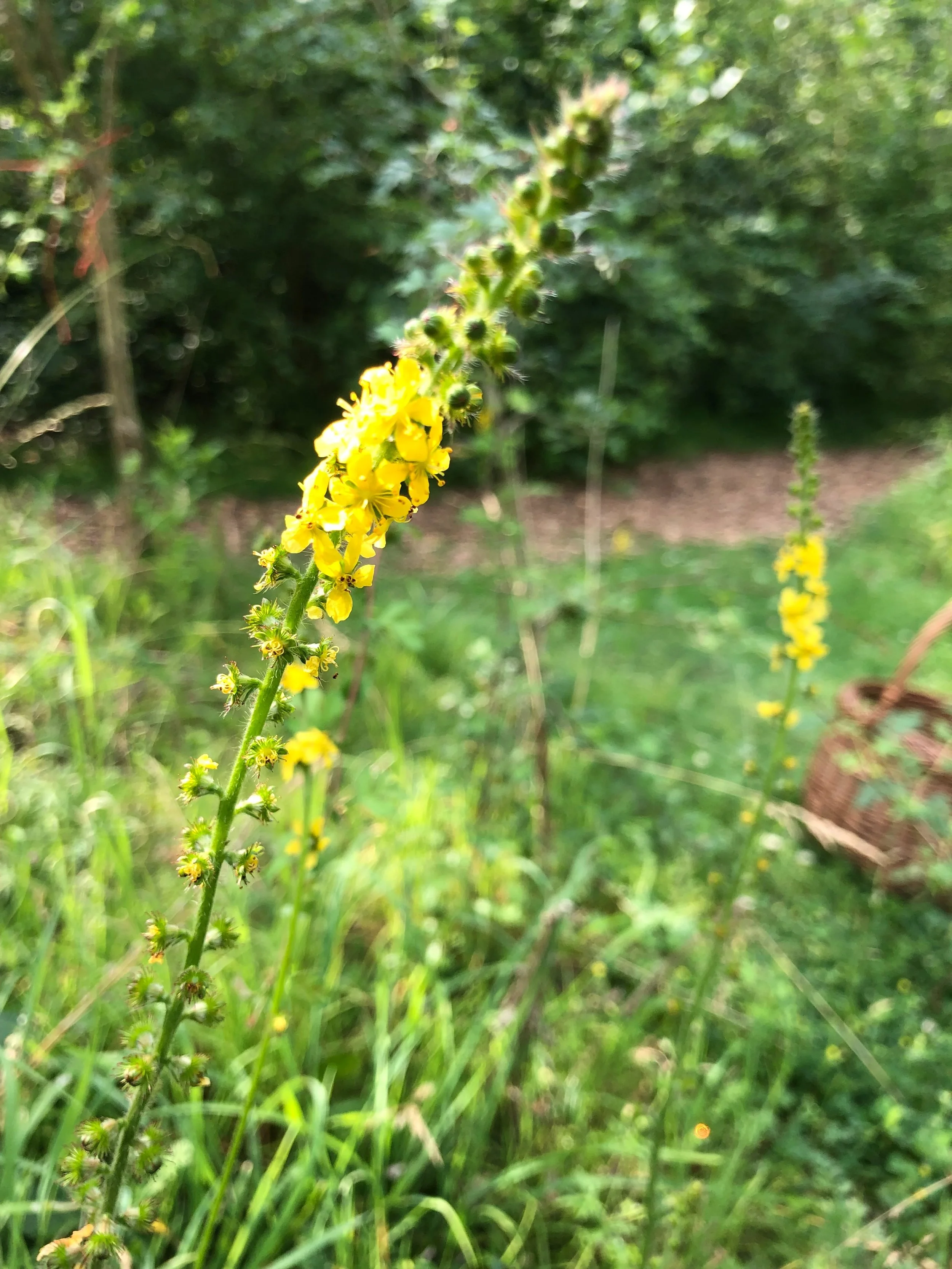 Bright and beautiful Agrimony is a common sight in our summer meadows and hedgerows, standing tall and bright with yellow flowers along her strong upright stem. She is a potent medicinal and magical herb with a rich history and folklore:

Call on agr