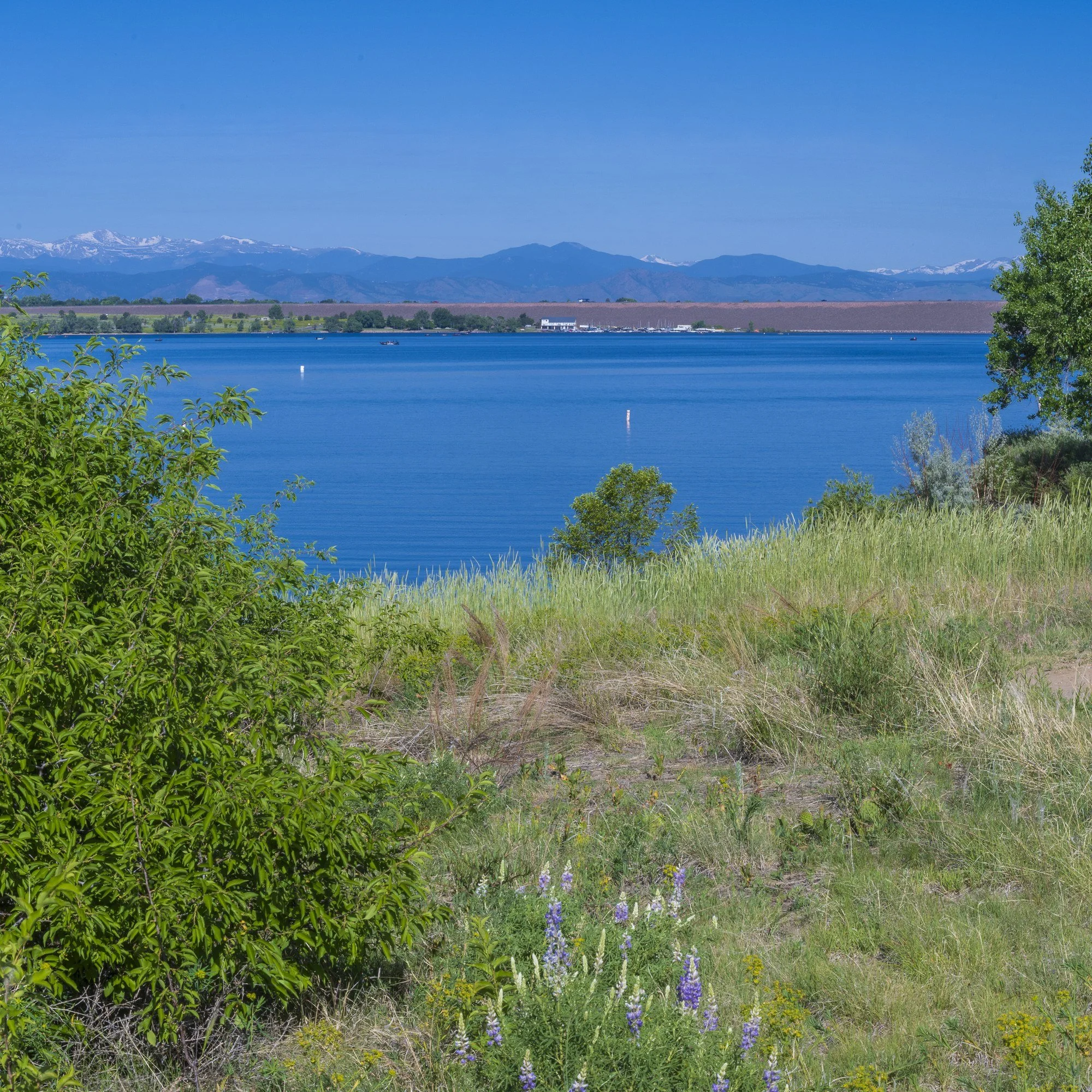 Cherry Creek Reservoir in Colorado, with shrubs and meadow in the foreground and snow-capped mountains on the horizon.