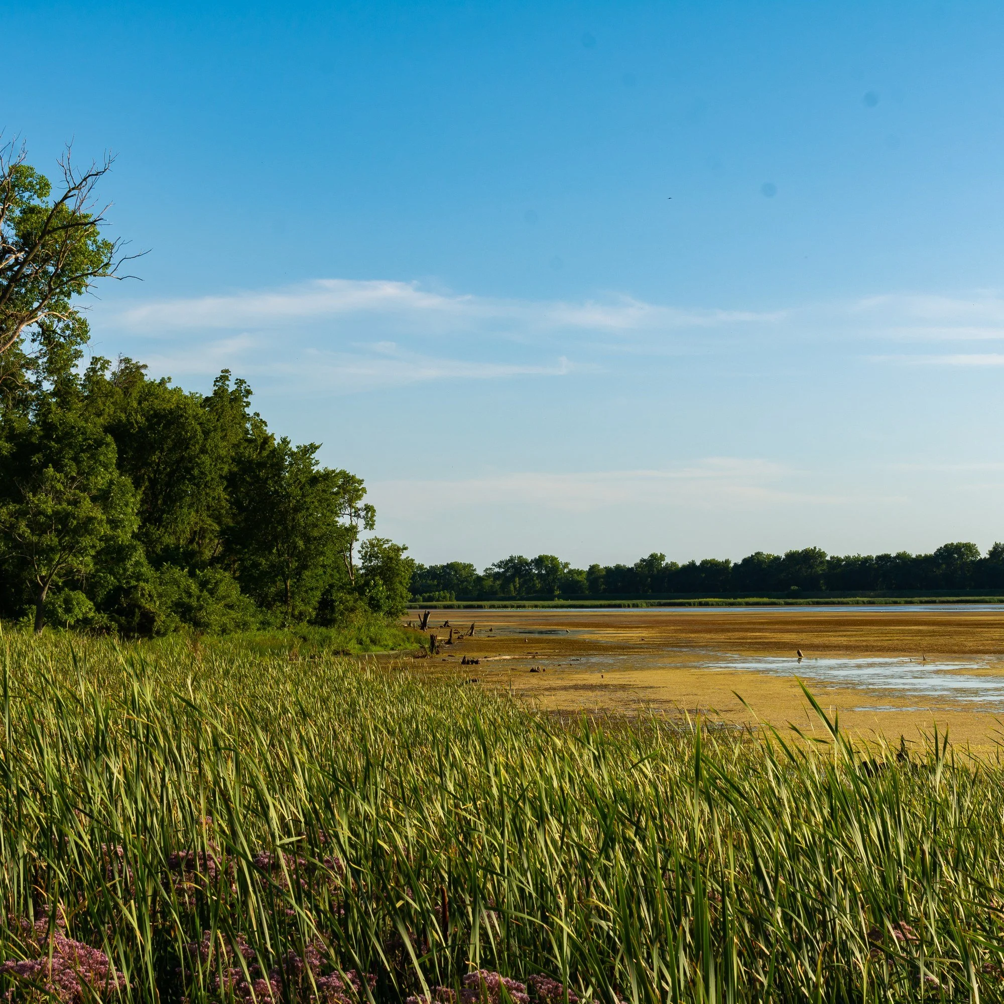 Marsh grasses and open water at the Dixon Waterfowl Refuge in Putnam County, Illinois.
