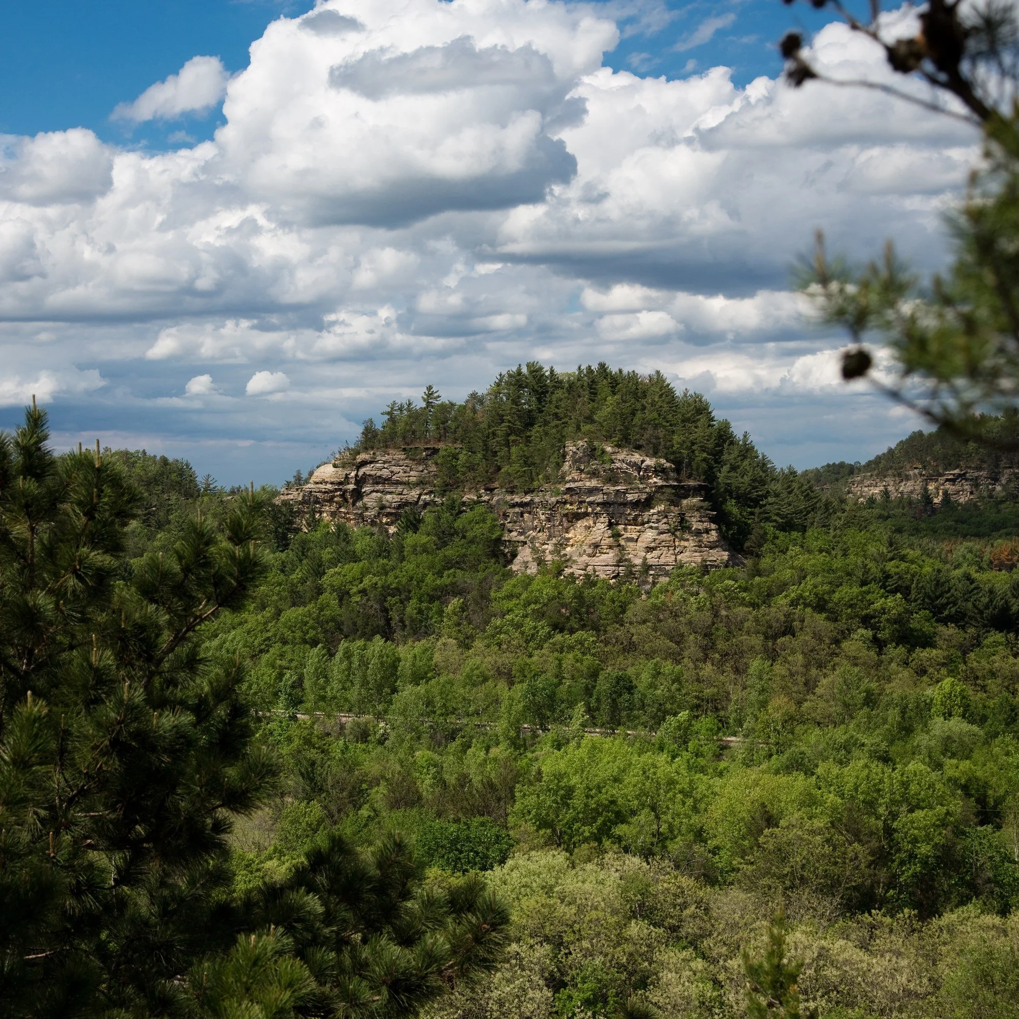 Target Bluff in Camp Douglas, Wisconsin, a pine-topped sandstone bluff rising above the forest.