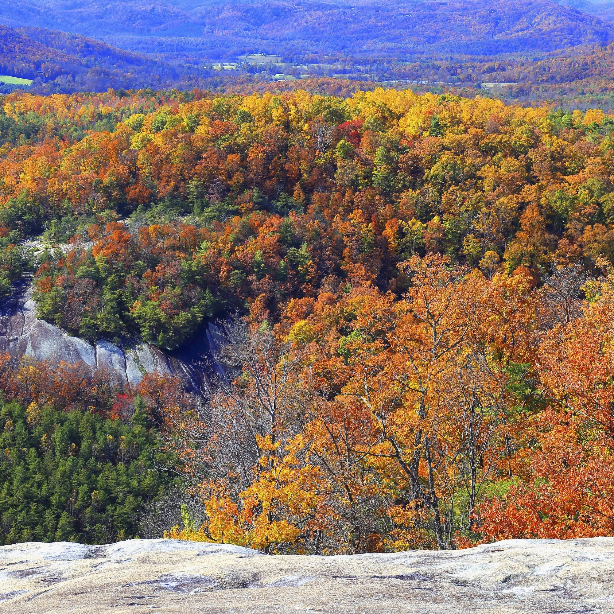 Fall color across the forest seen from the top of Stone Mountain in Stone Mountain State Park, North Carolina.