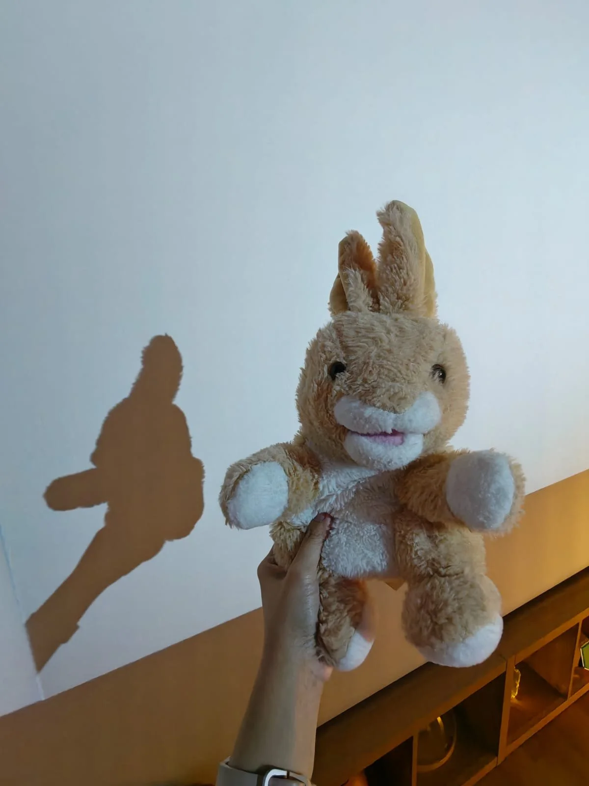 bunny shadow in lights room.jpeg