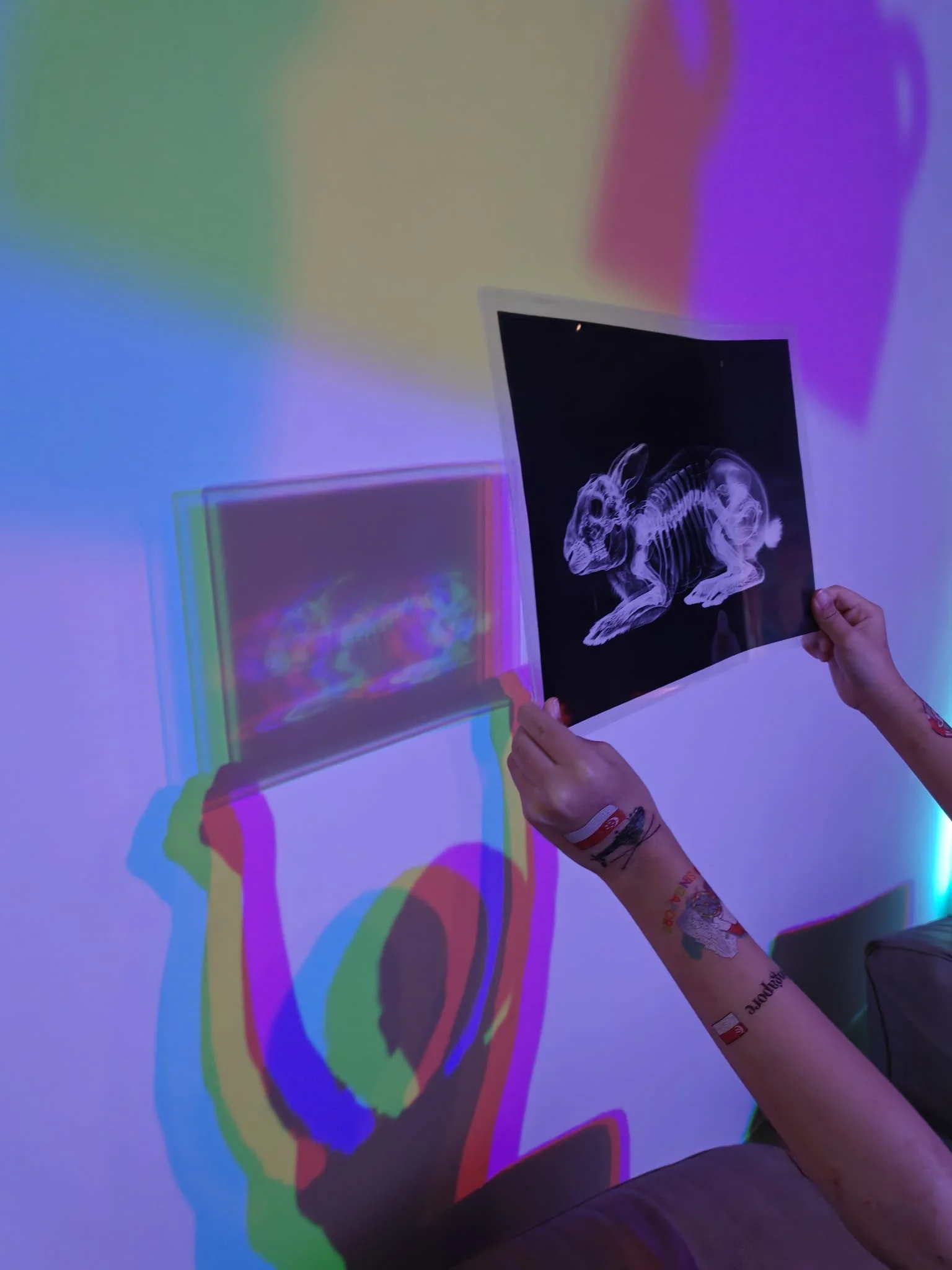 Person holding a black and white x-ray image of a small animal, possibly a rabbit, against a wall with colorful light projections creating shadow art.