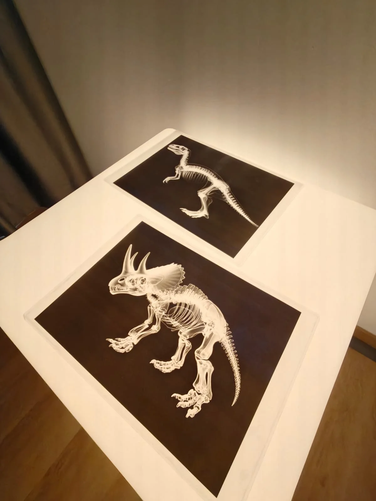 Two framed black and white X-ray images of dinosaur skeletons on a white table.