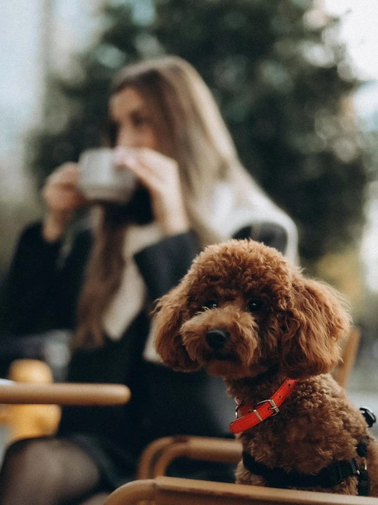 Brown poodle on a chair with a person drinking coffee in the background.