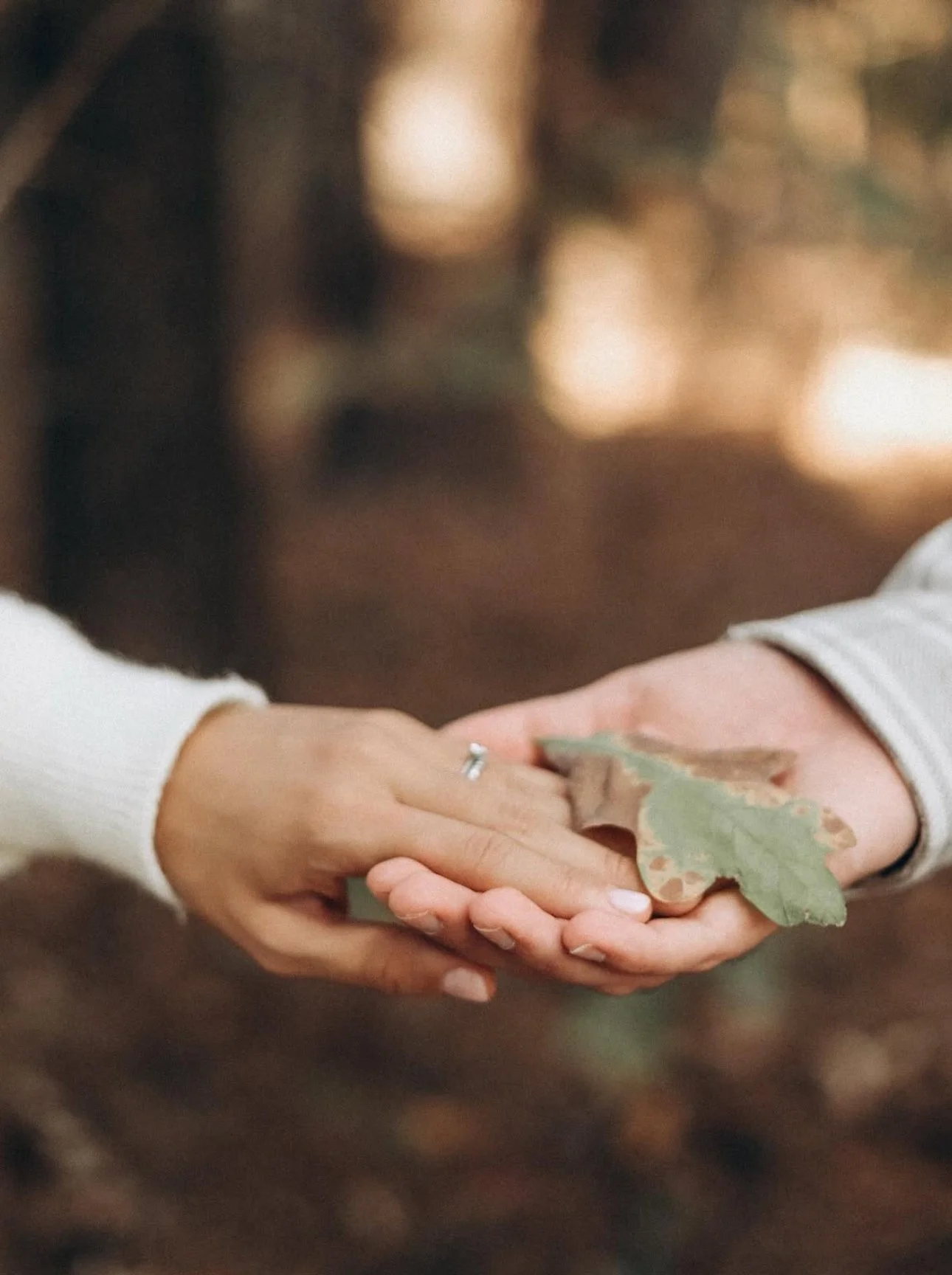 Two hands exchanging dried leaves outdoors.