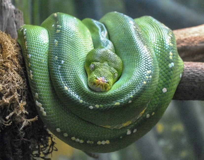 First Place Photography Ribbon, San Diego County Fair / Color Animals, Student Photography