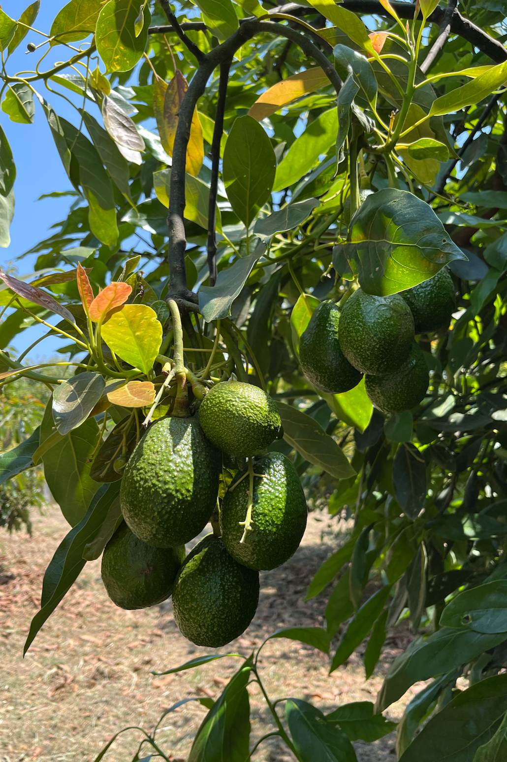 Avocado tree with several ripe avocados hanging among green leaves under a clear blue sky.