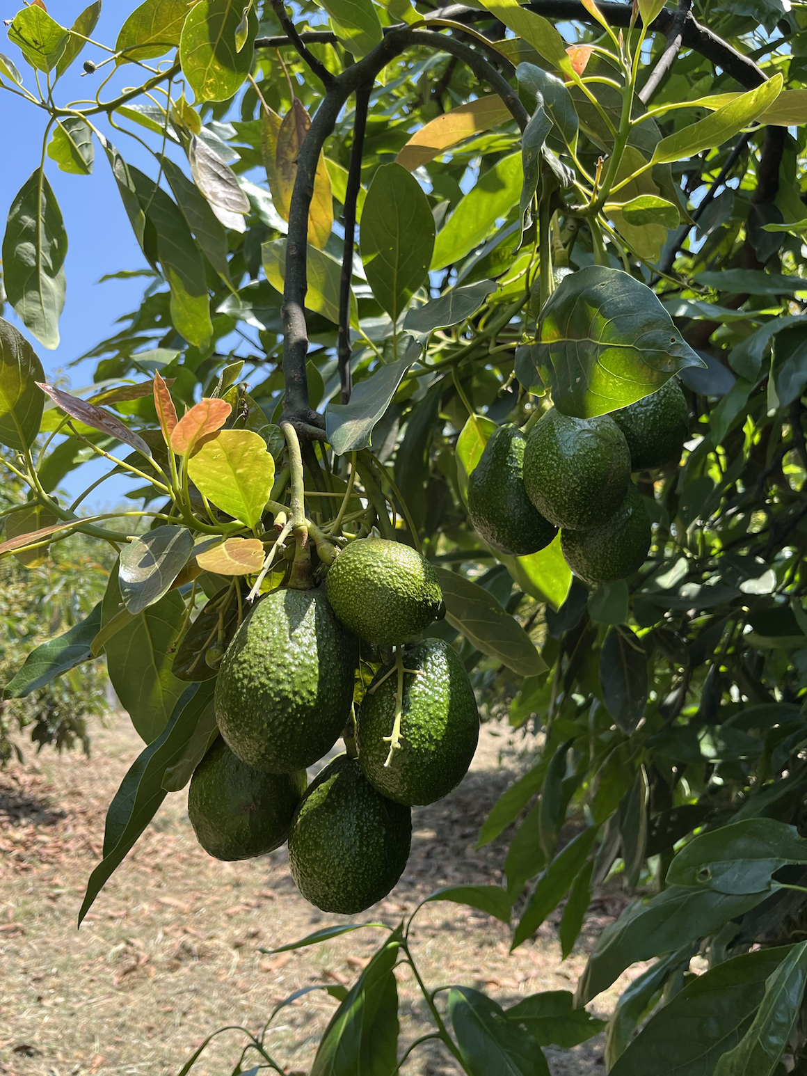 Avocado tree with several ripe avocados hanging among green leaves under a clear blue sky.