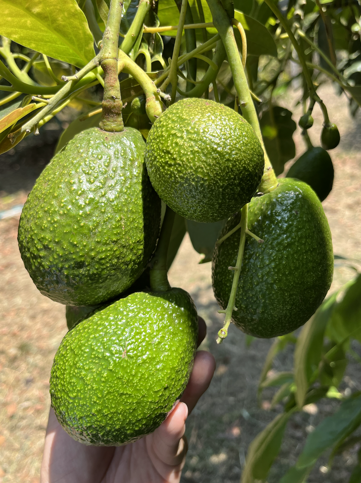 Close-up of green avocados hanging on a tree with leaves and branches visible.