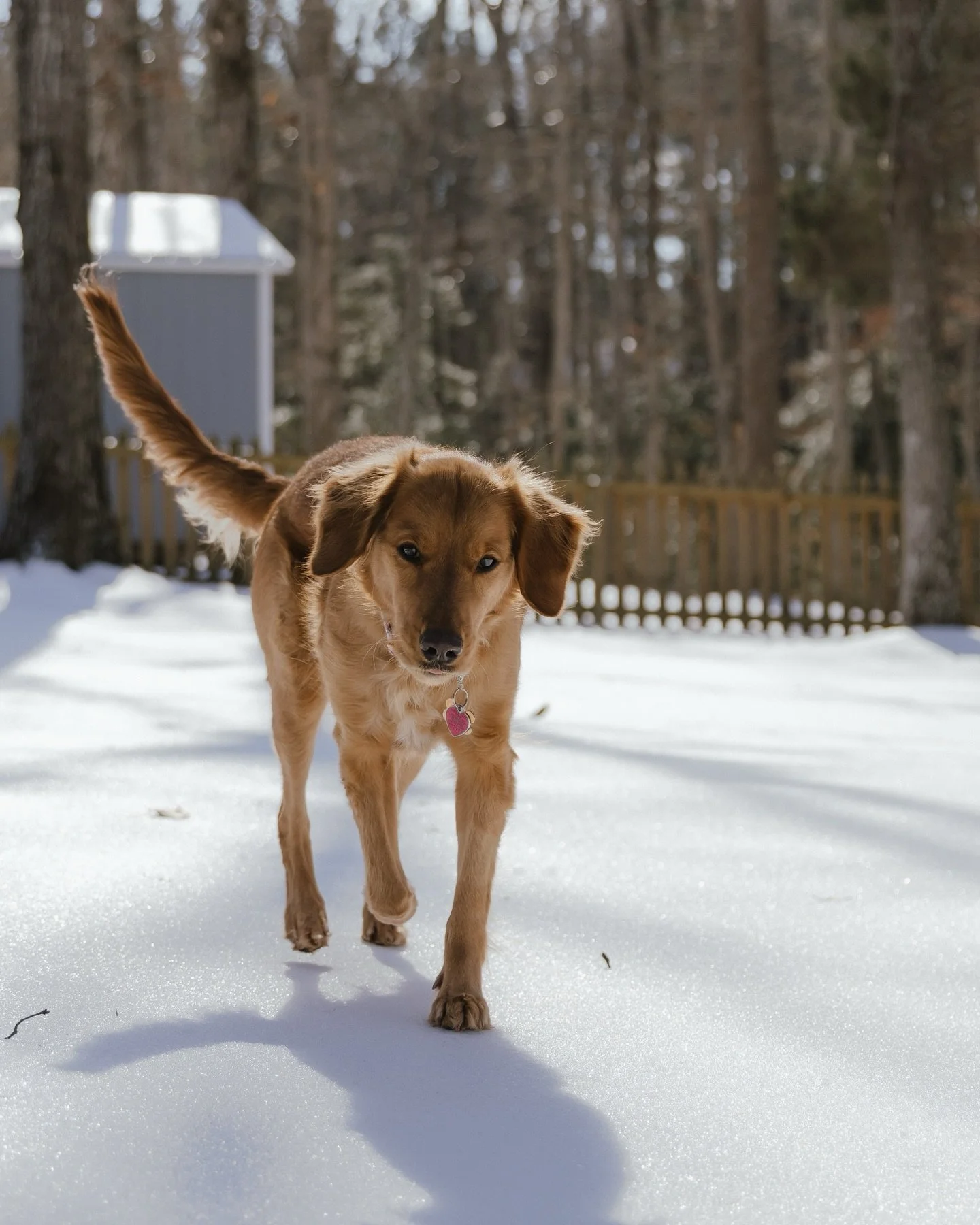 Hey South Pole, you dropped your weather in our yard!! And Sadie is upset she can&rsquo;t get her ball out 😭🤣🧊