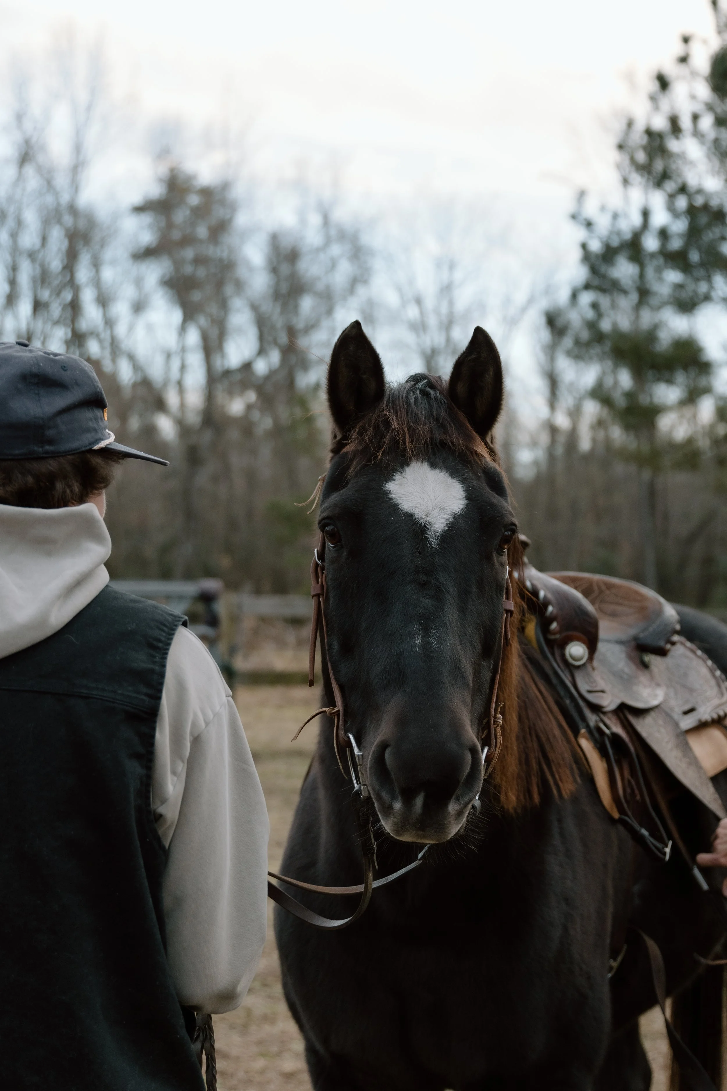 A person standing beside a black horse with a white star on its forehead in an outdoor setting with trees in the background.