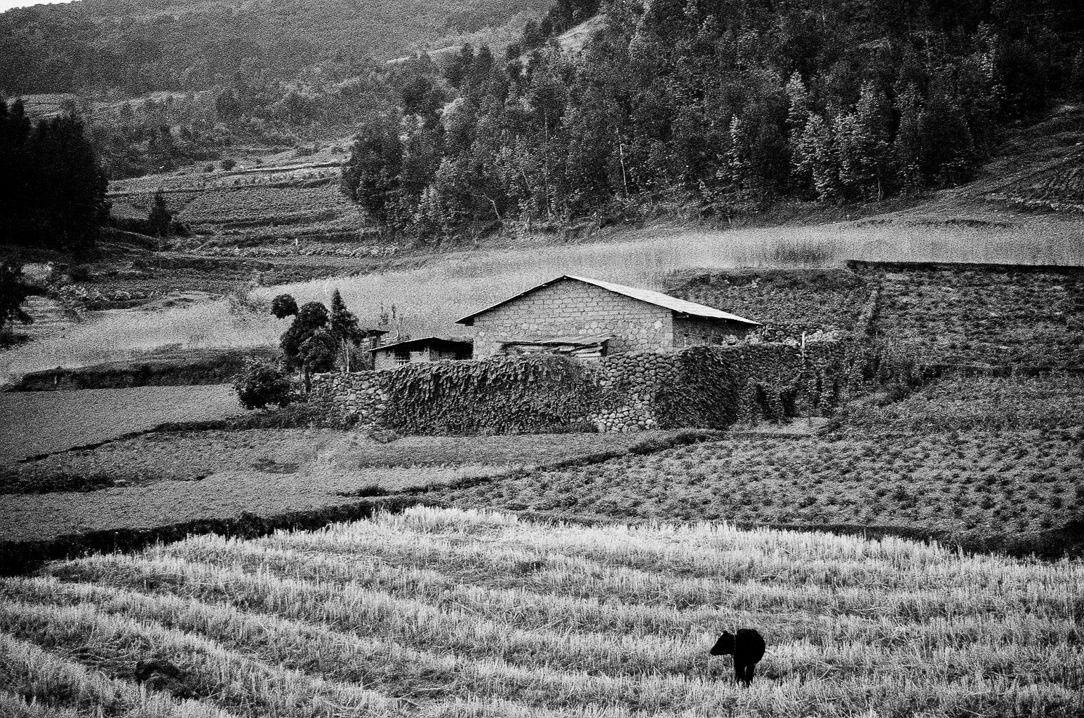 Musanze